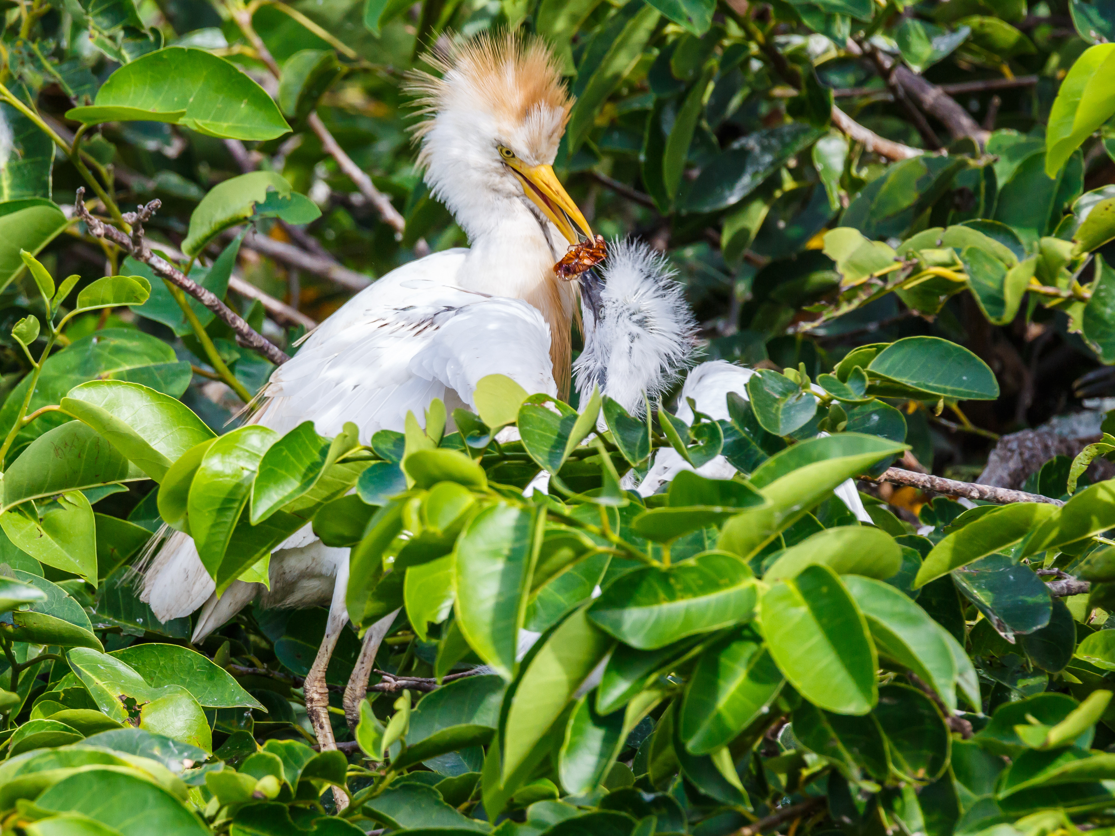 Cattle Egret
