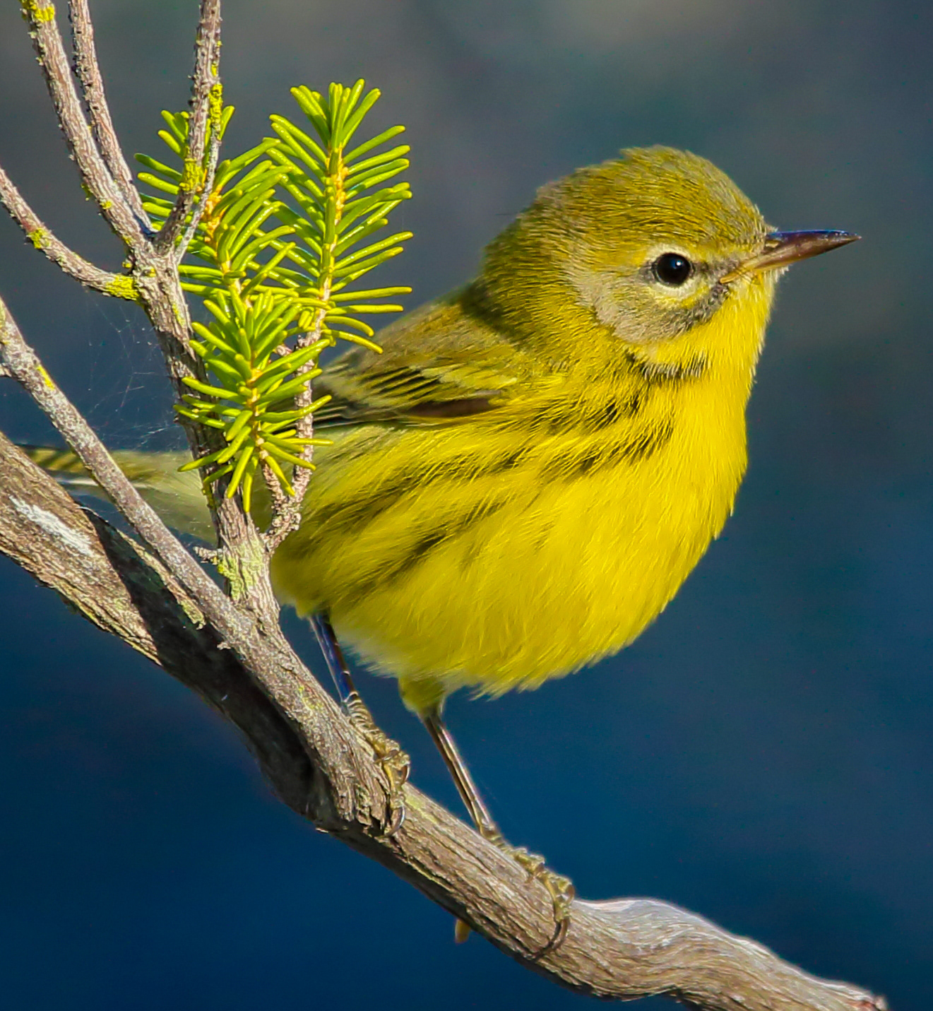 Prairie Warbler