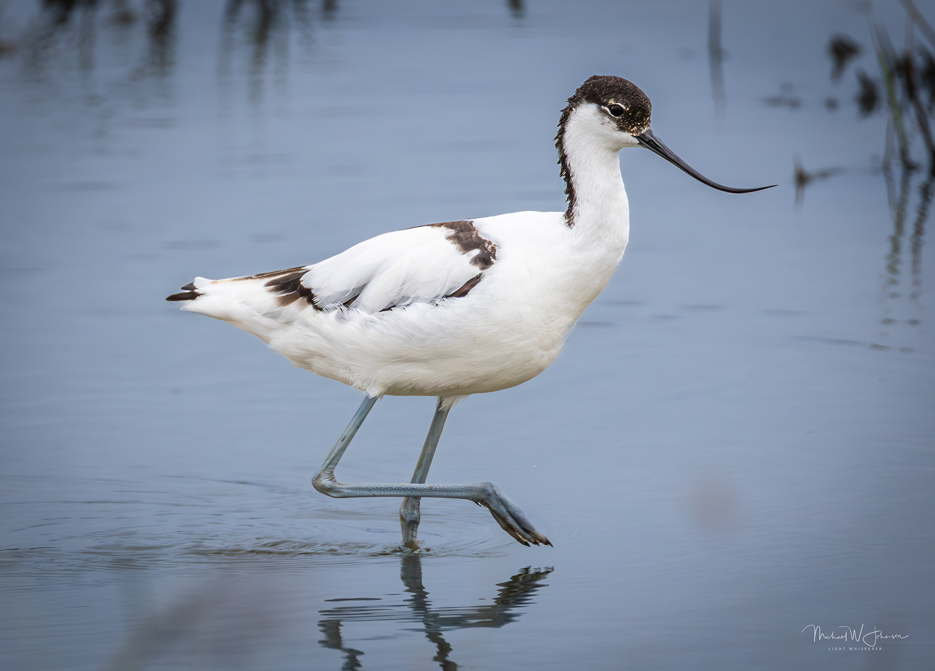 Pied Avocet