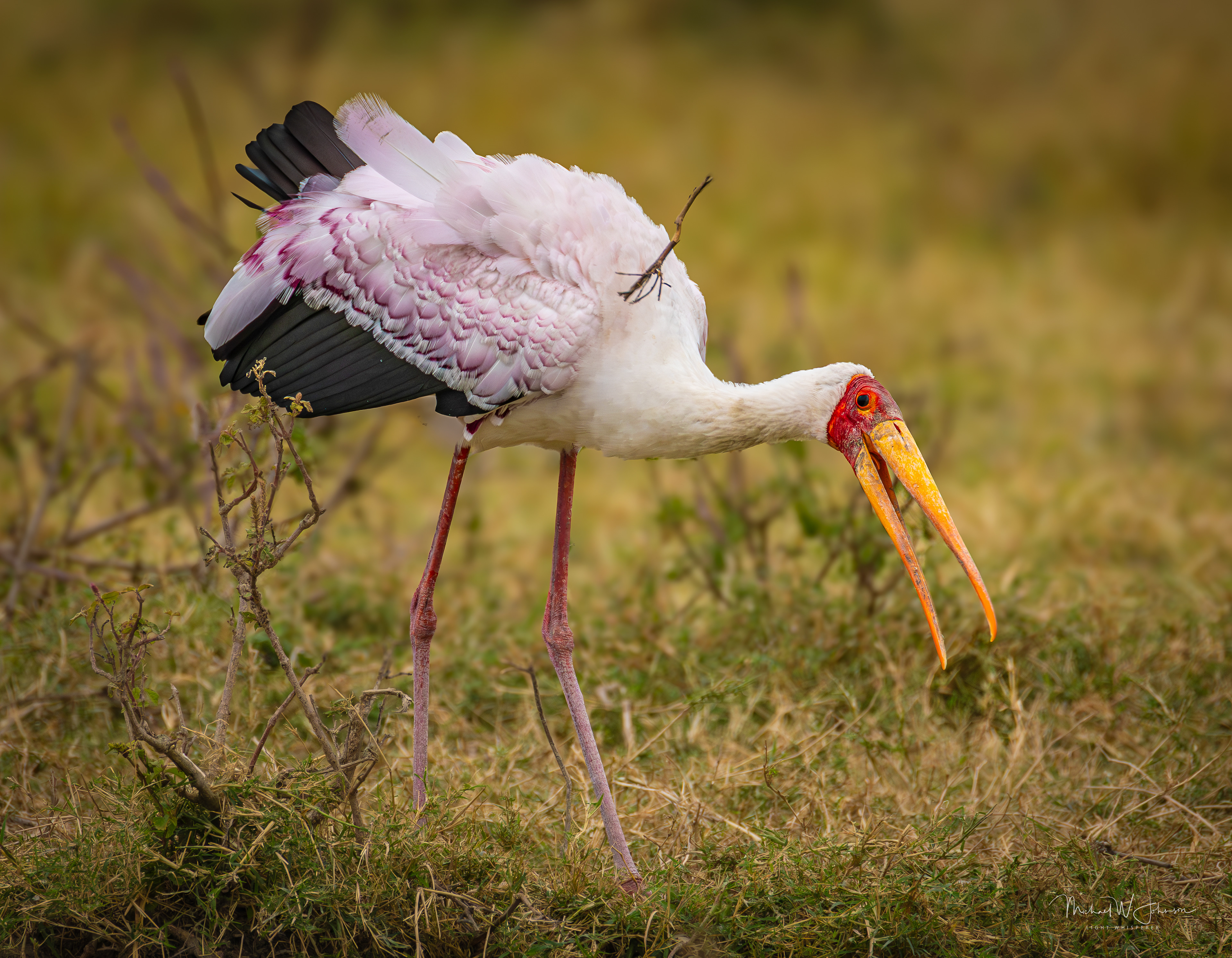 Yellow-billed Stork