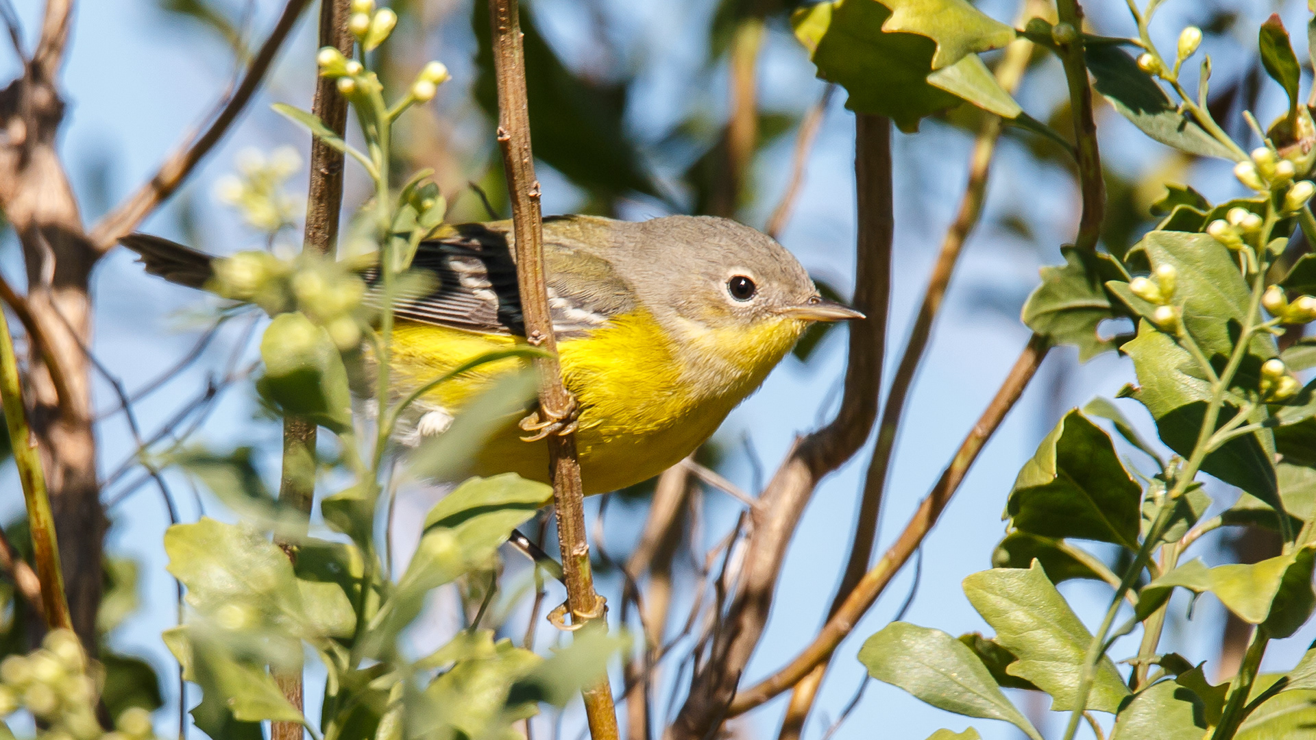 Nashville Warbler