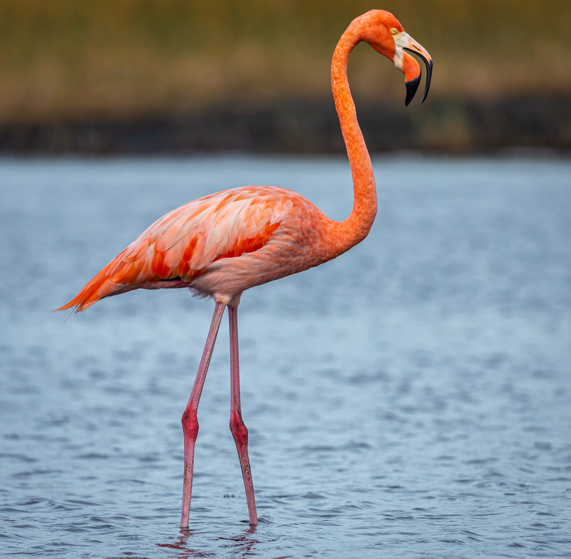 American Flamingo