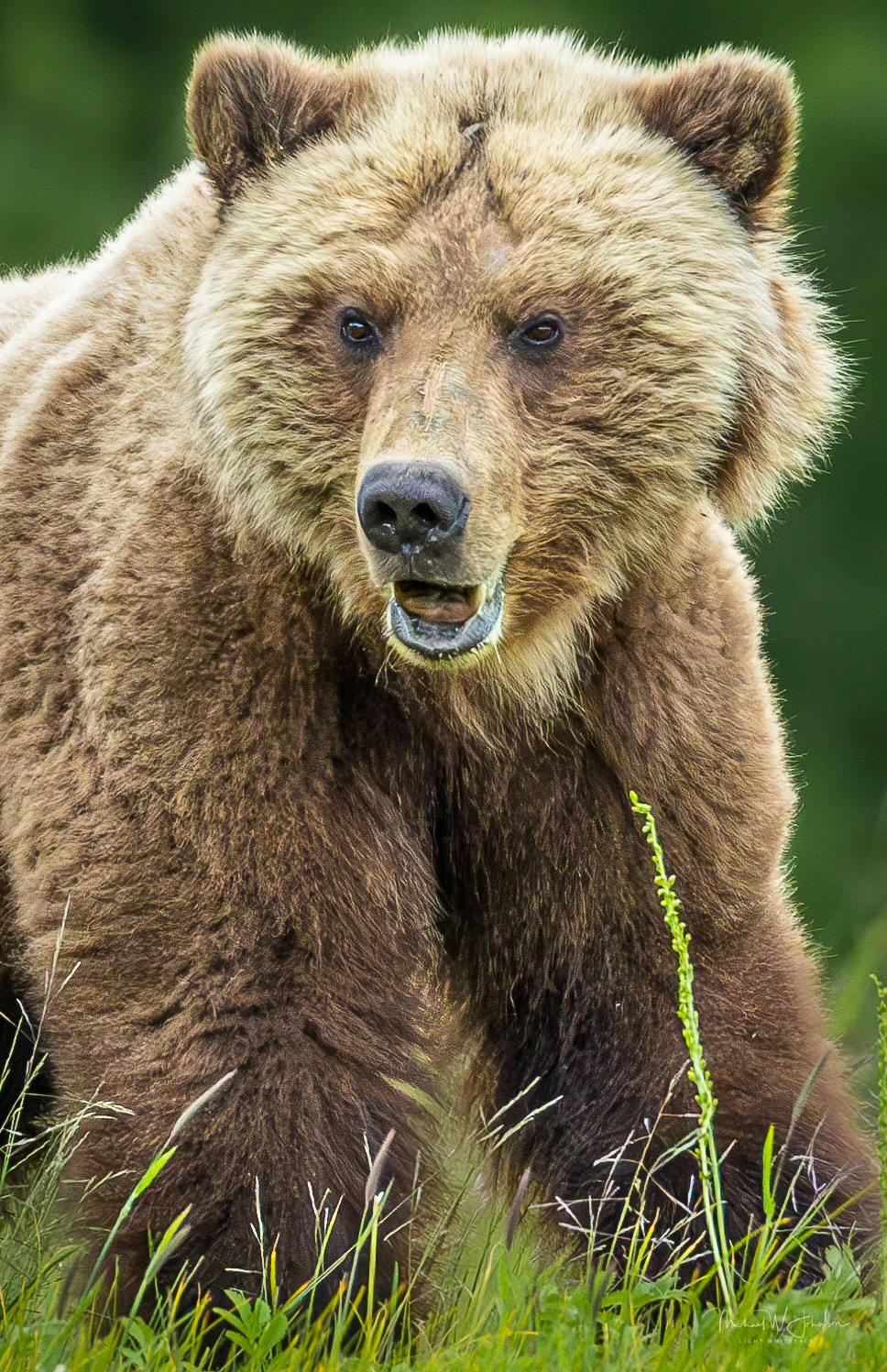 Brown Bear - Rip
