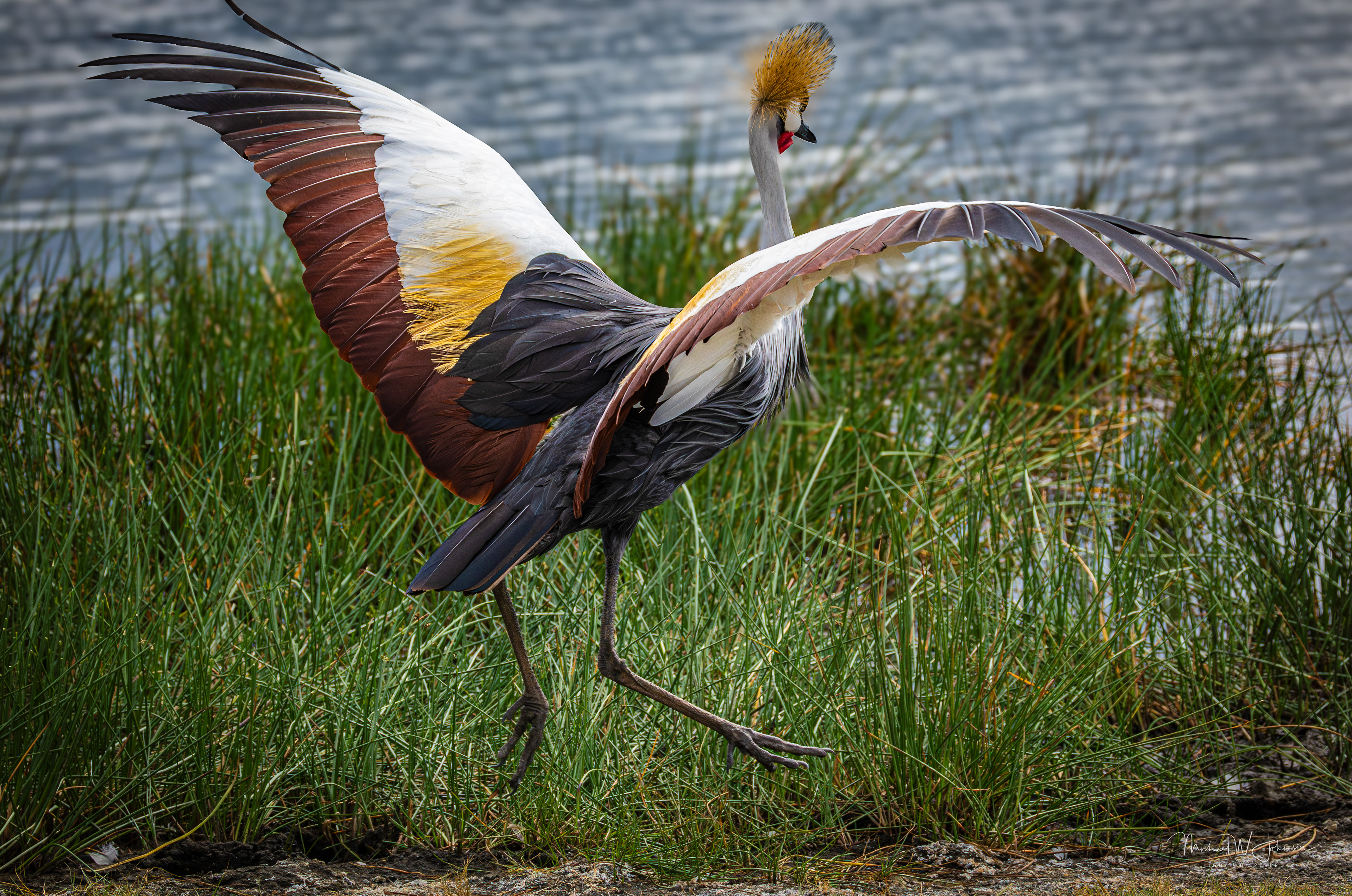 Gray-crowned Crane