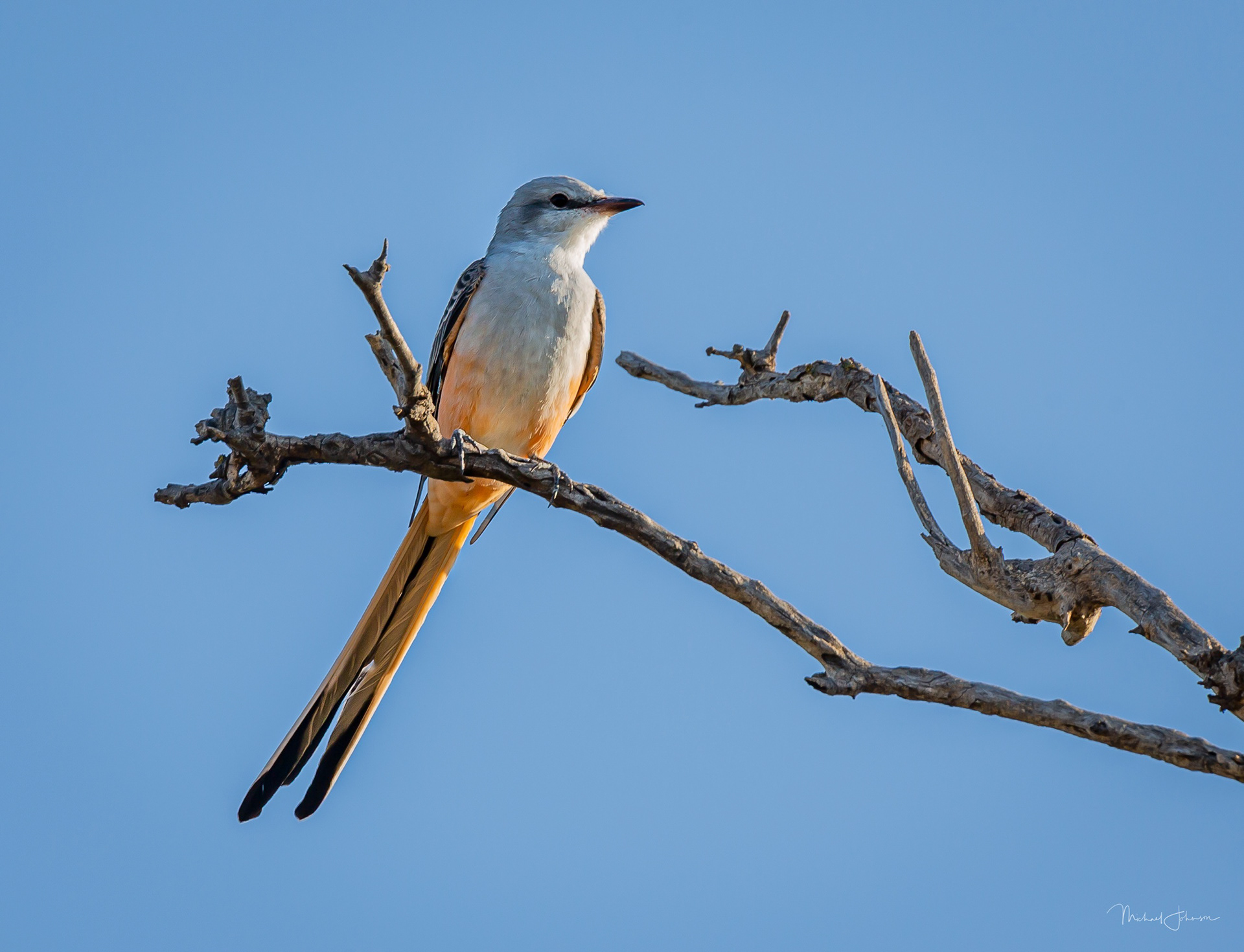 Scissor-tailed Flycatcher