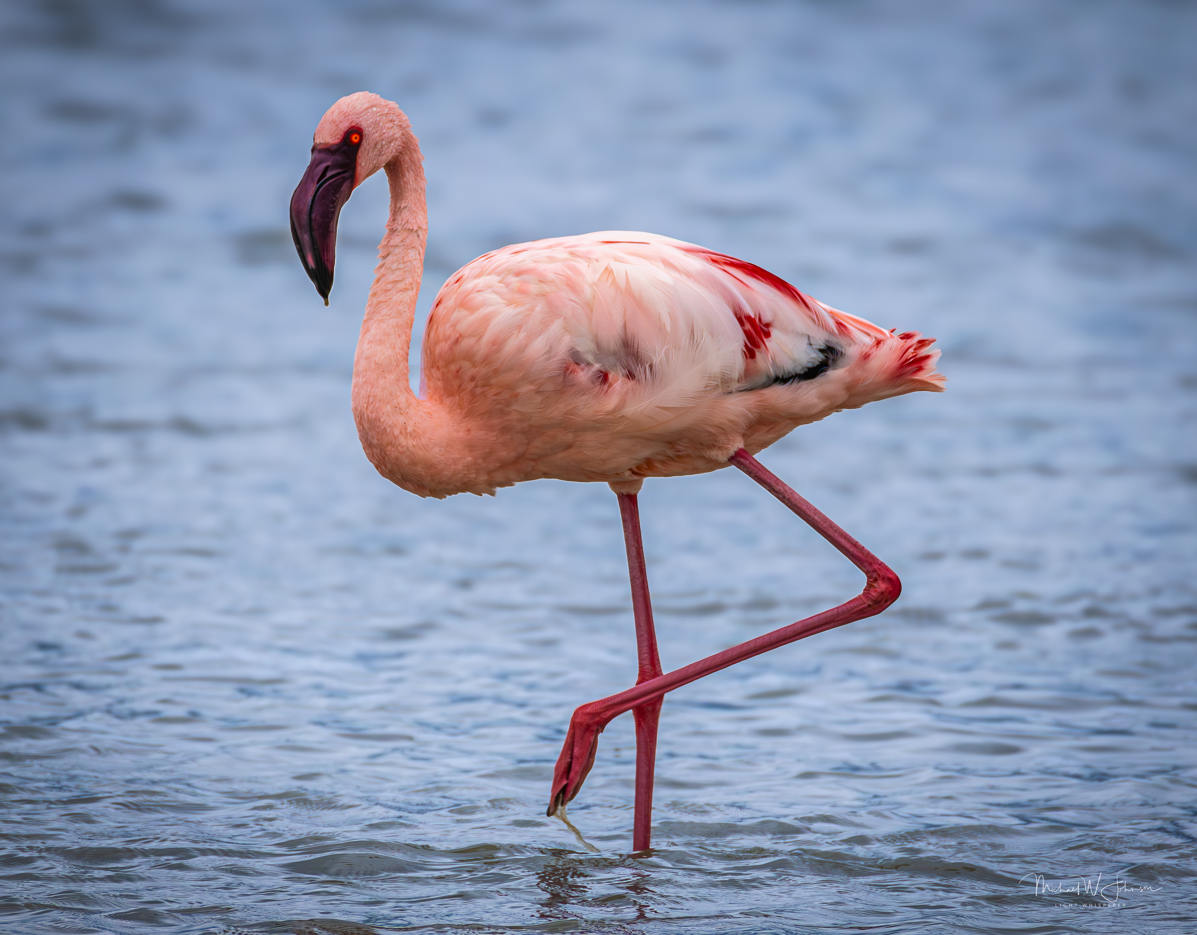 Lesser Flamingo