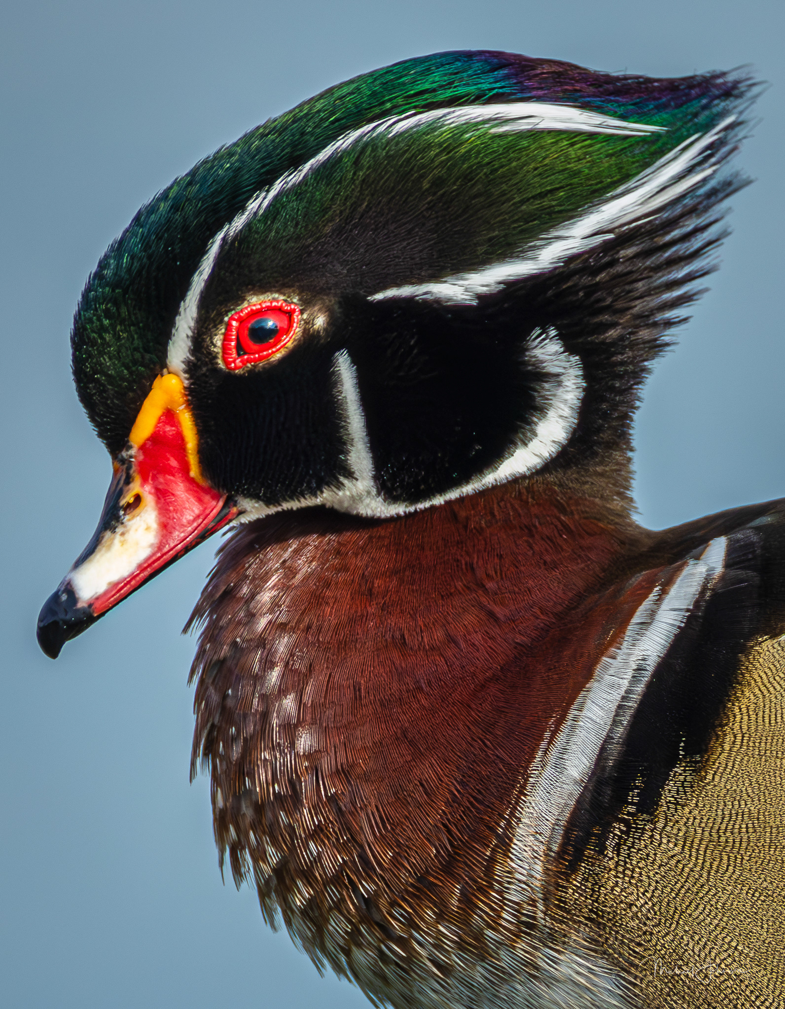 Wood Duck
