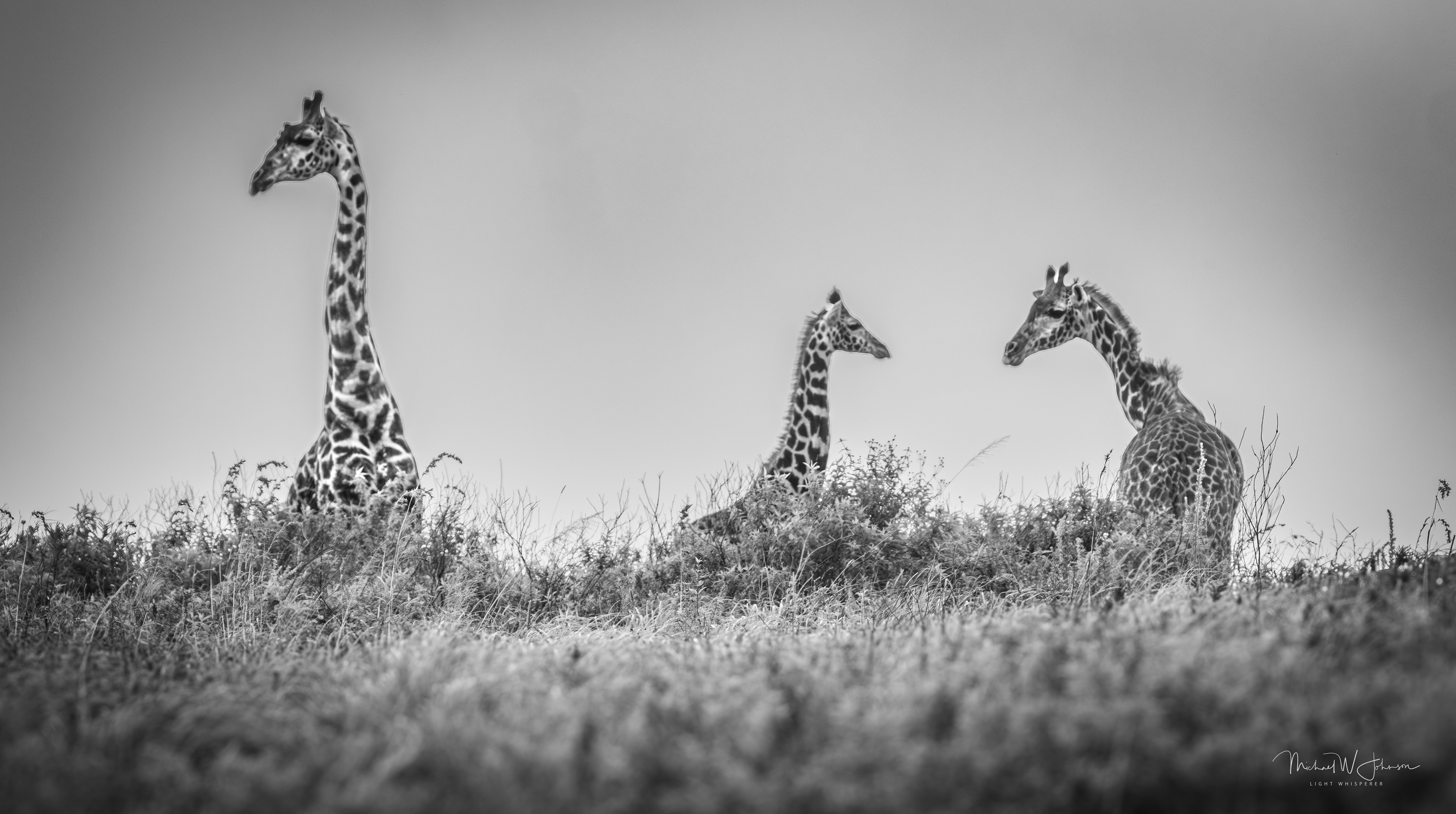 Giraffes