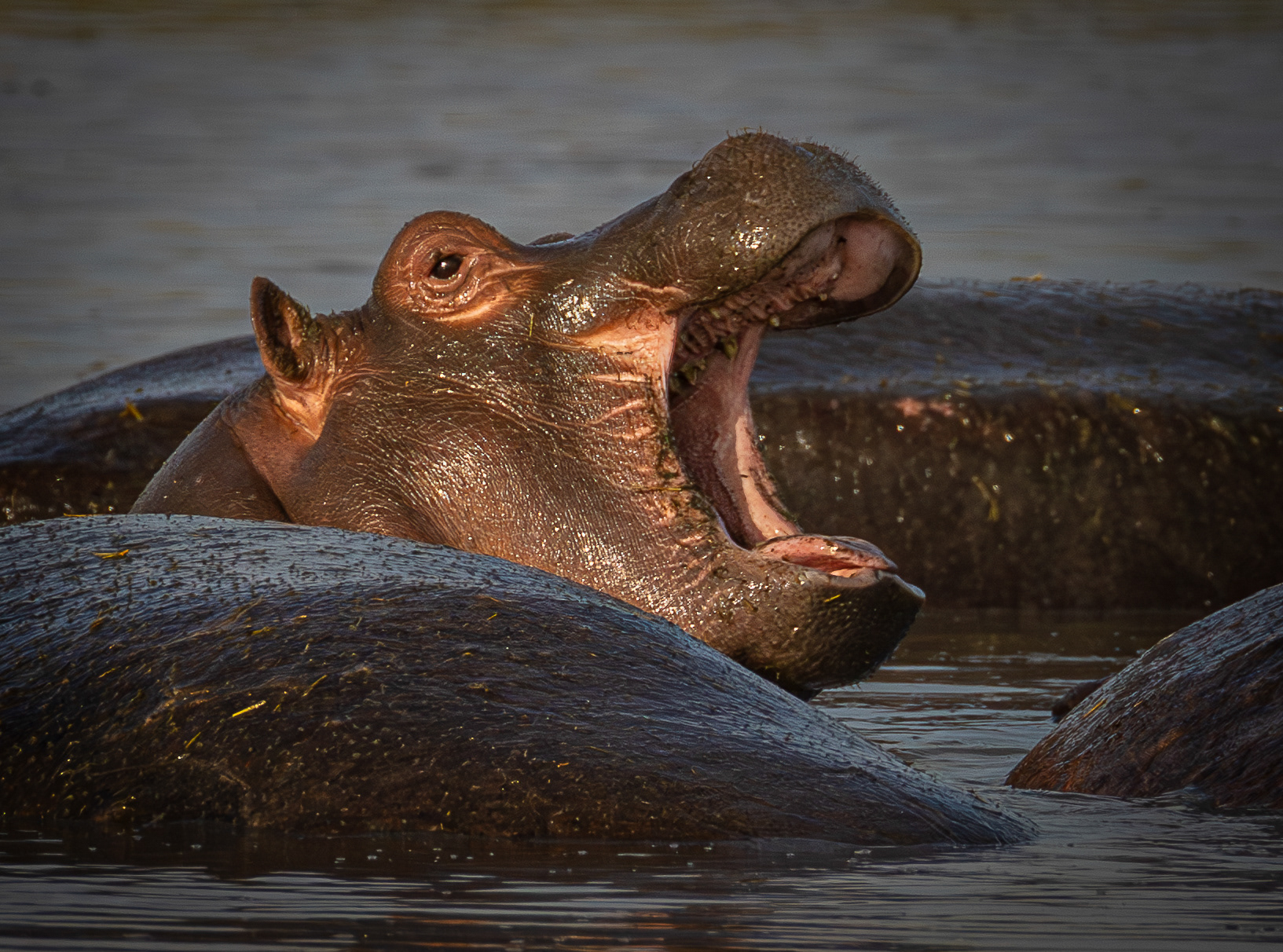 Hippo
