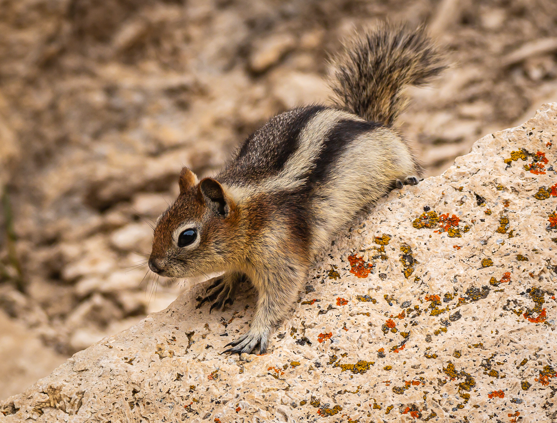 Golden-mantled Ground Squirrel