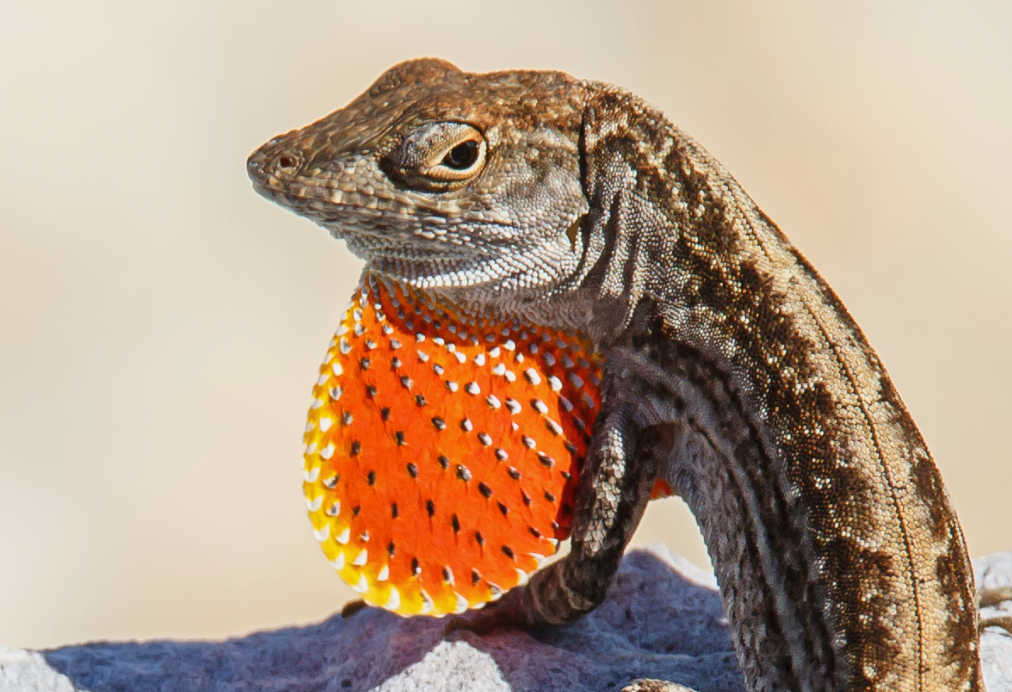 "Honorable Mention" - Close-ups   Fanning the Flame