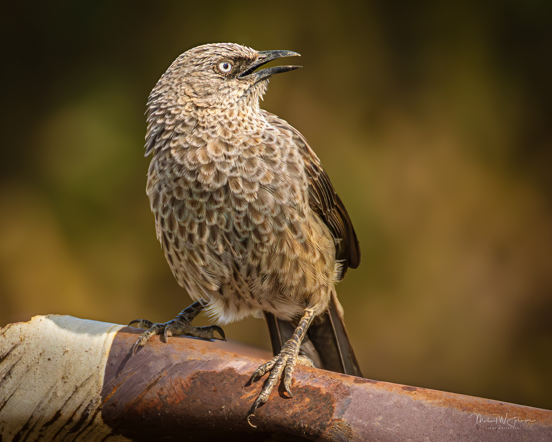 Black-lored Babbler