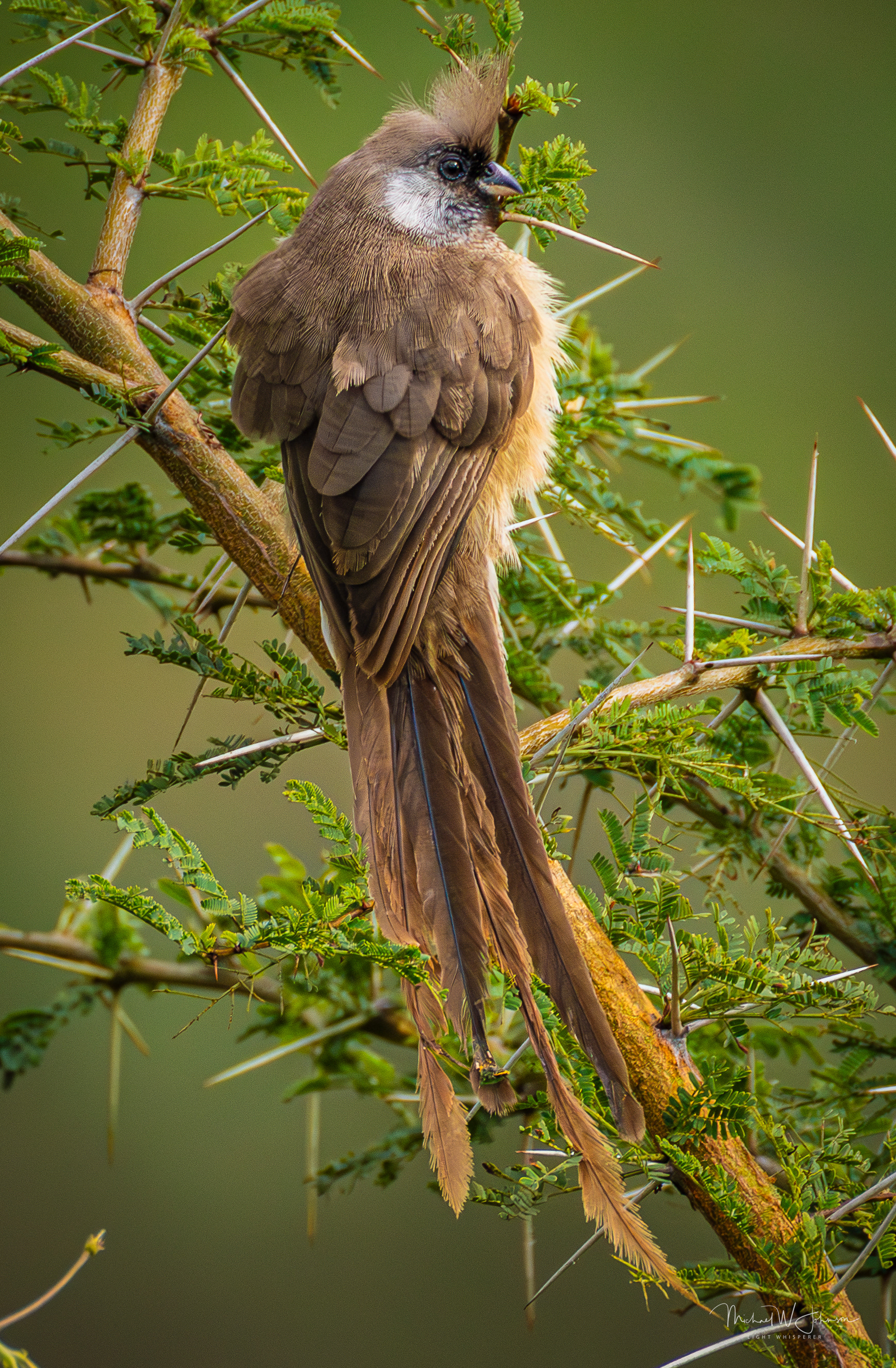 Speckled Mousebird