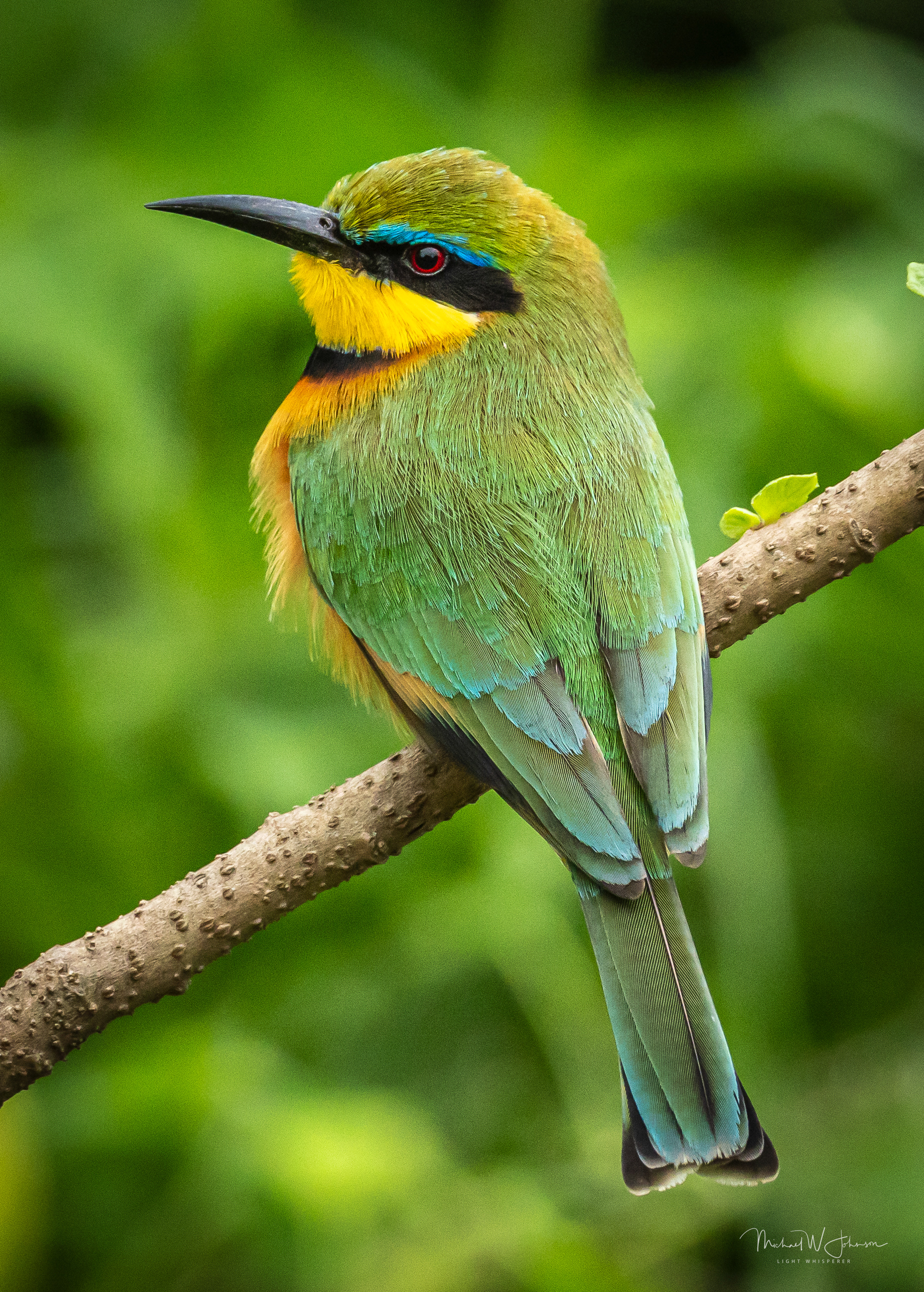 Little Bee-eater