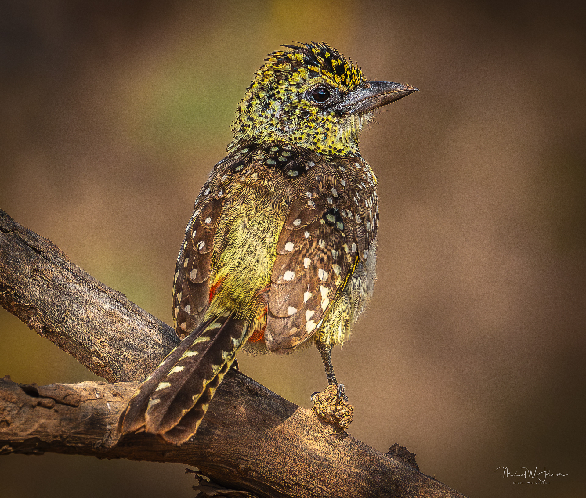 D'Arnaud's Barbet