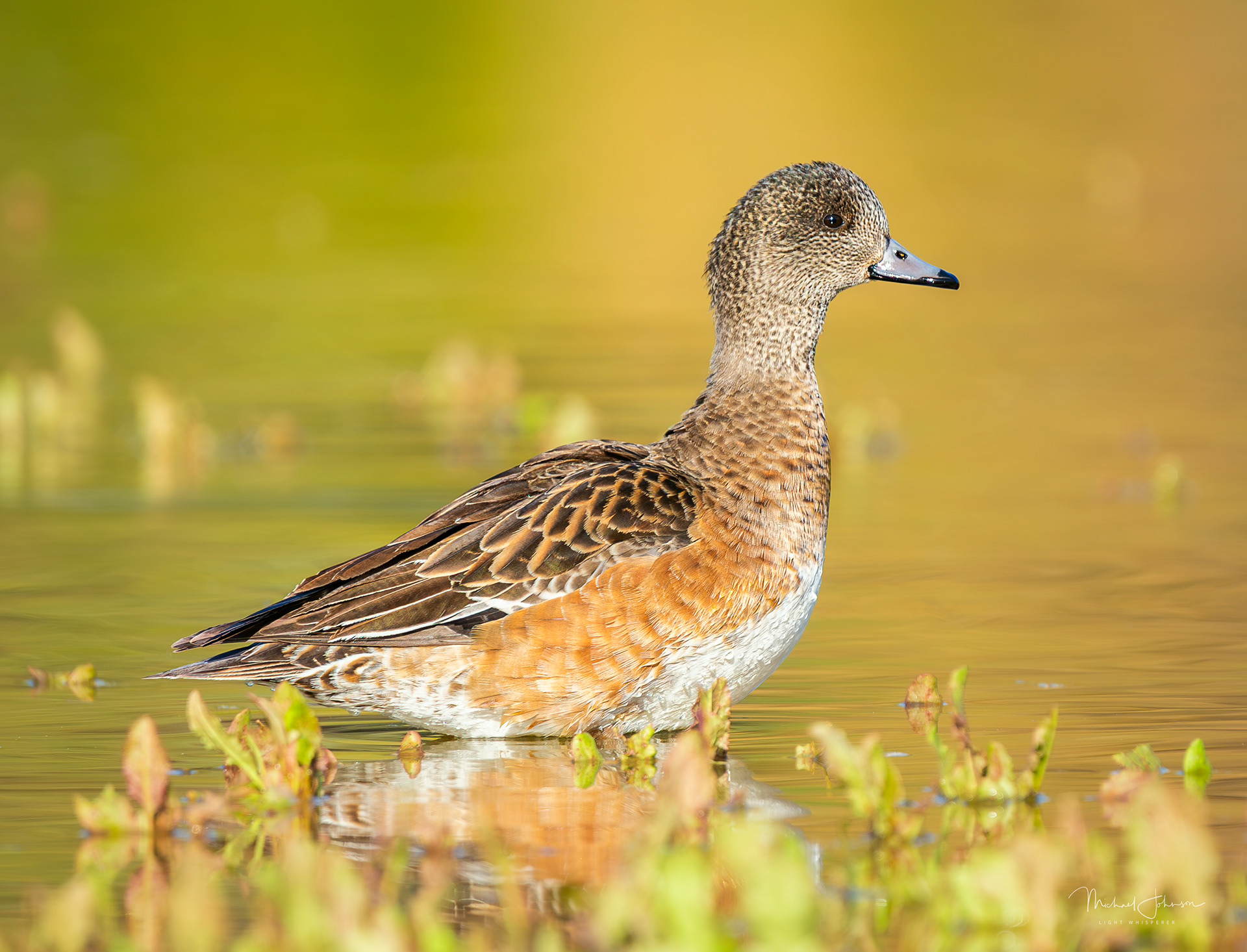 American Wigeon