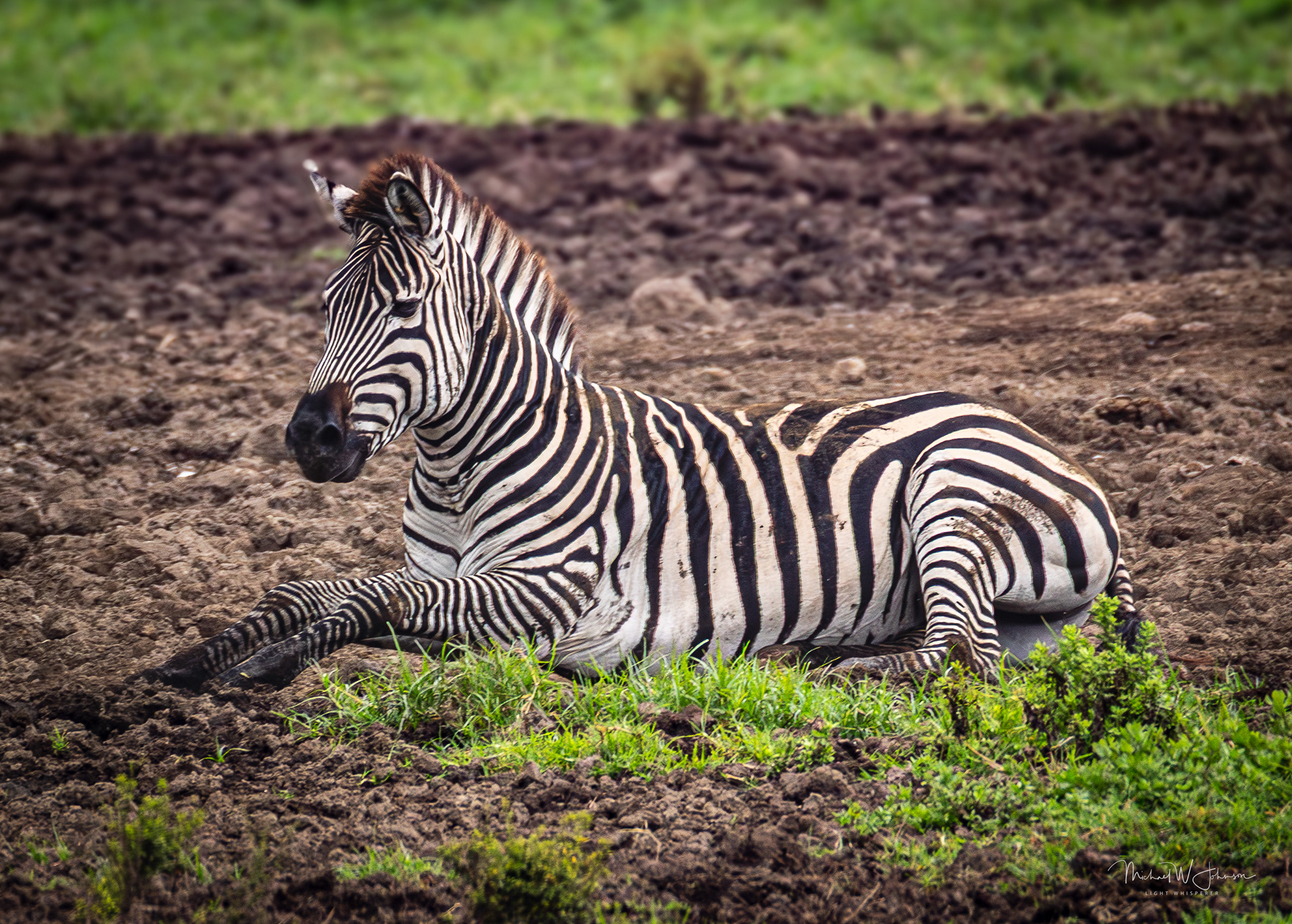 Zebra