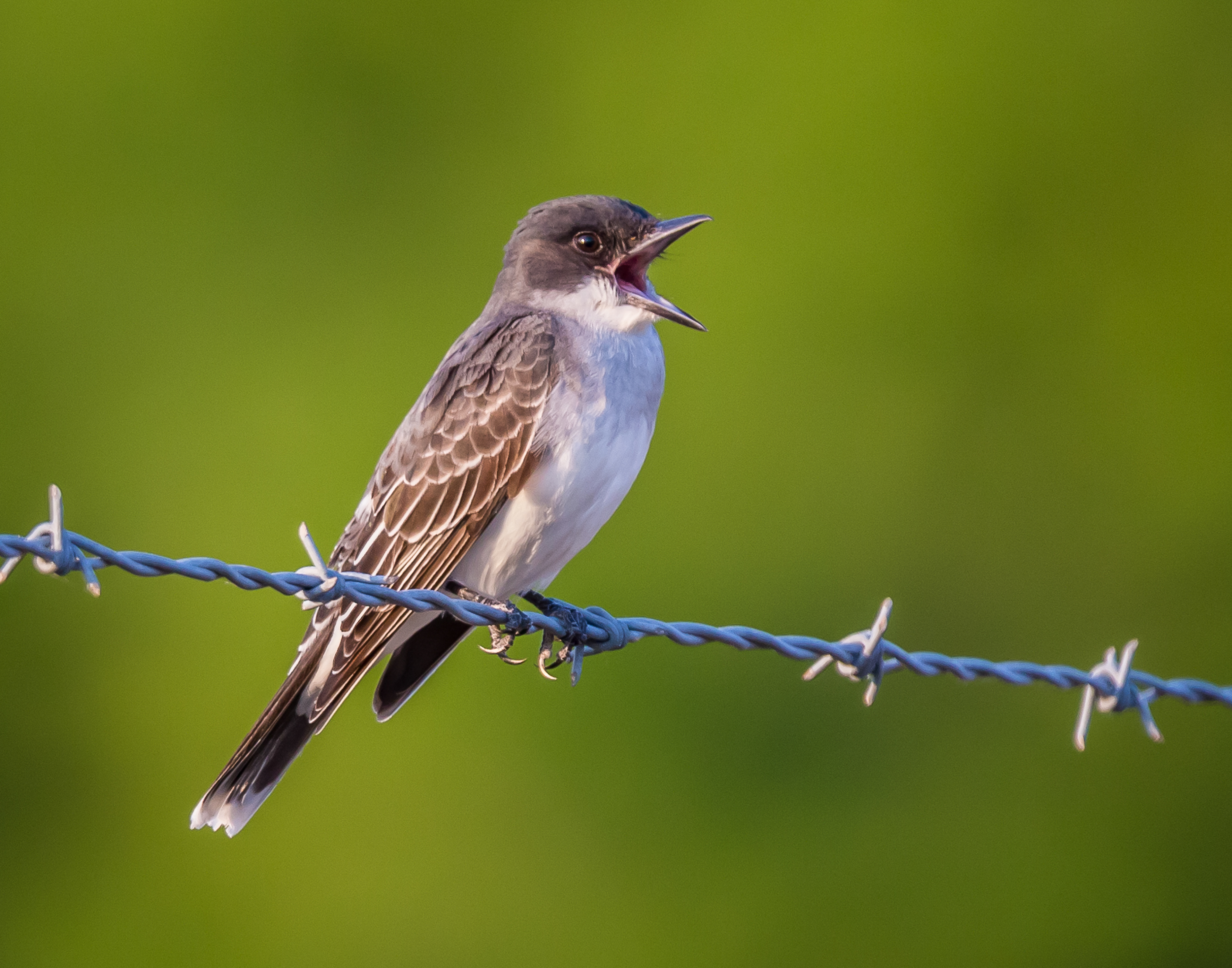 Eastern kingbird