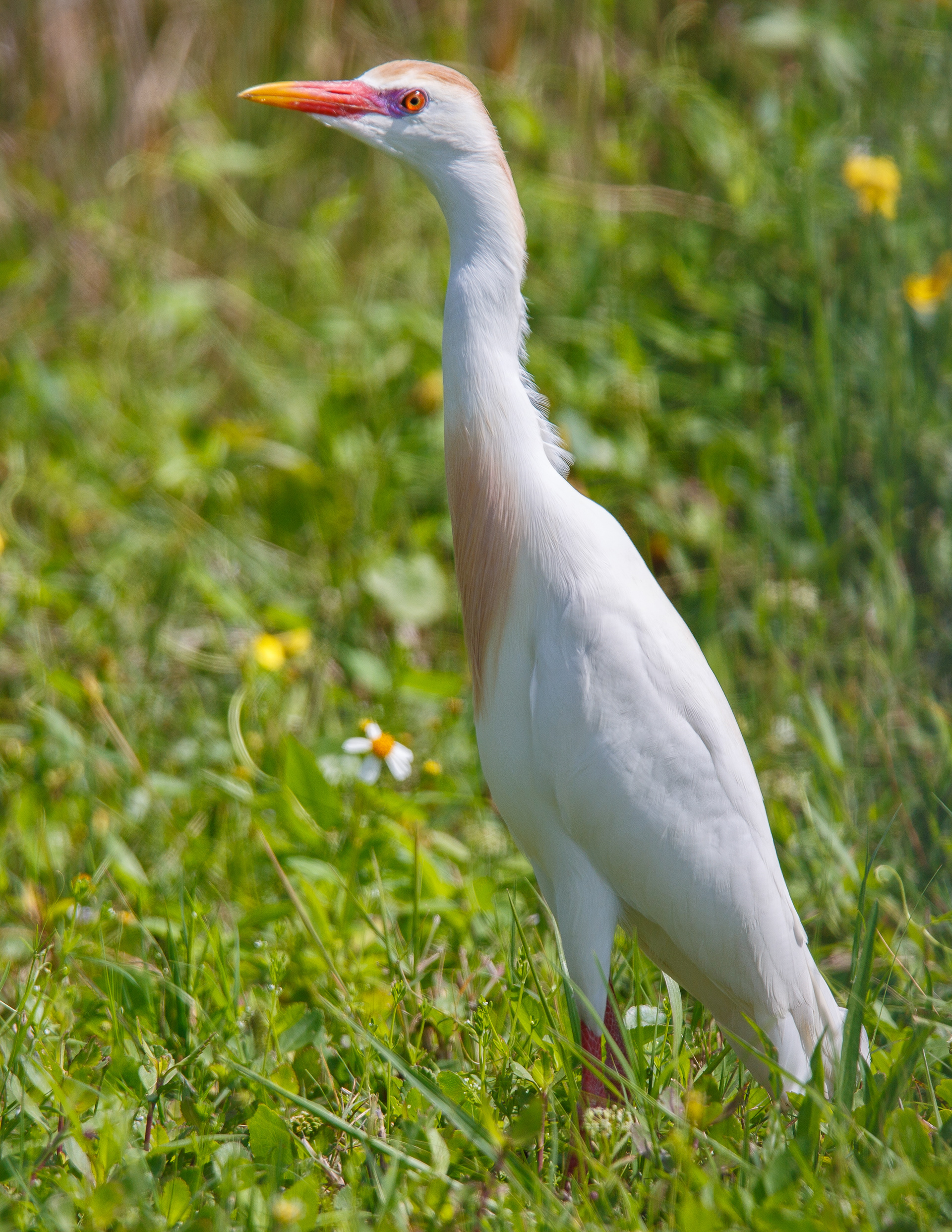 Cattle Egret