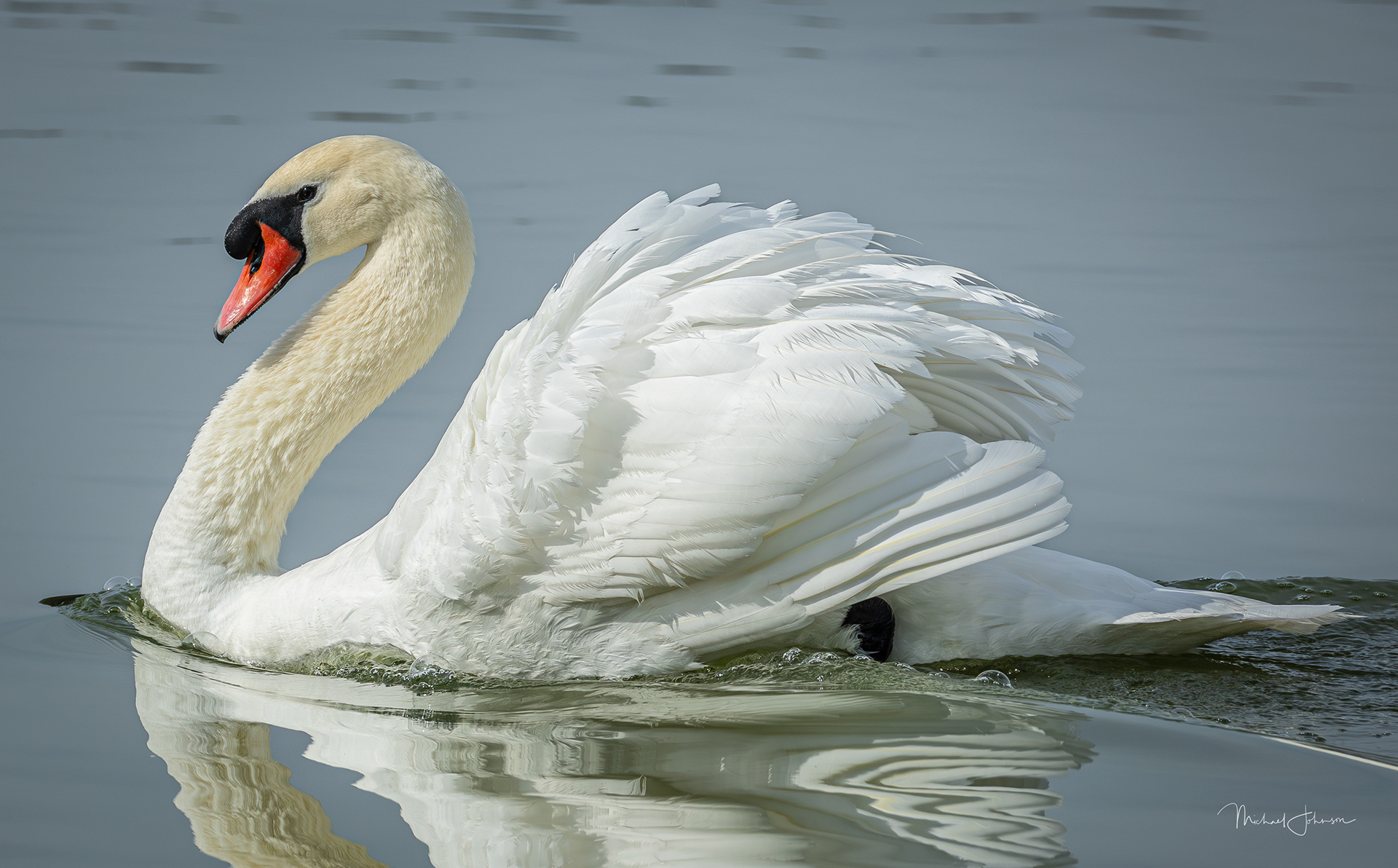Mute Swan