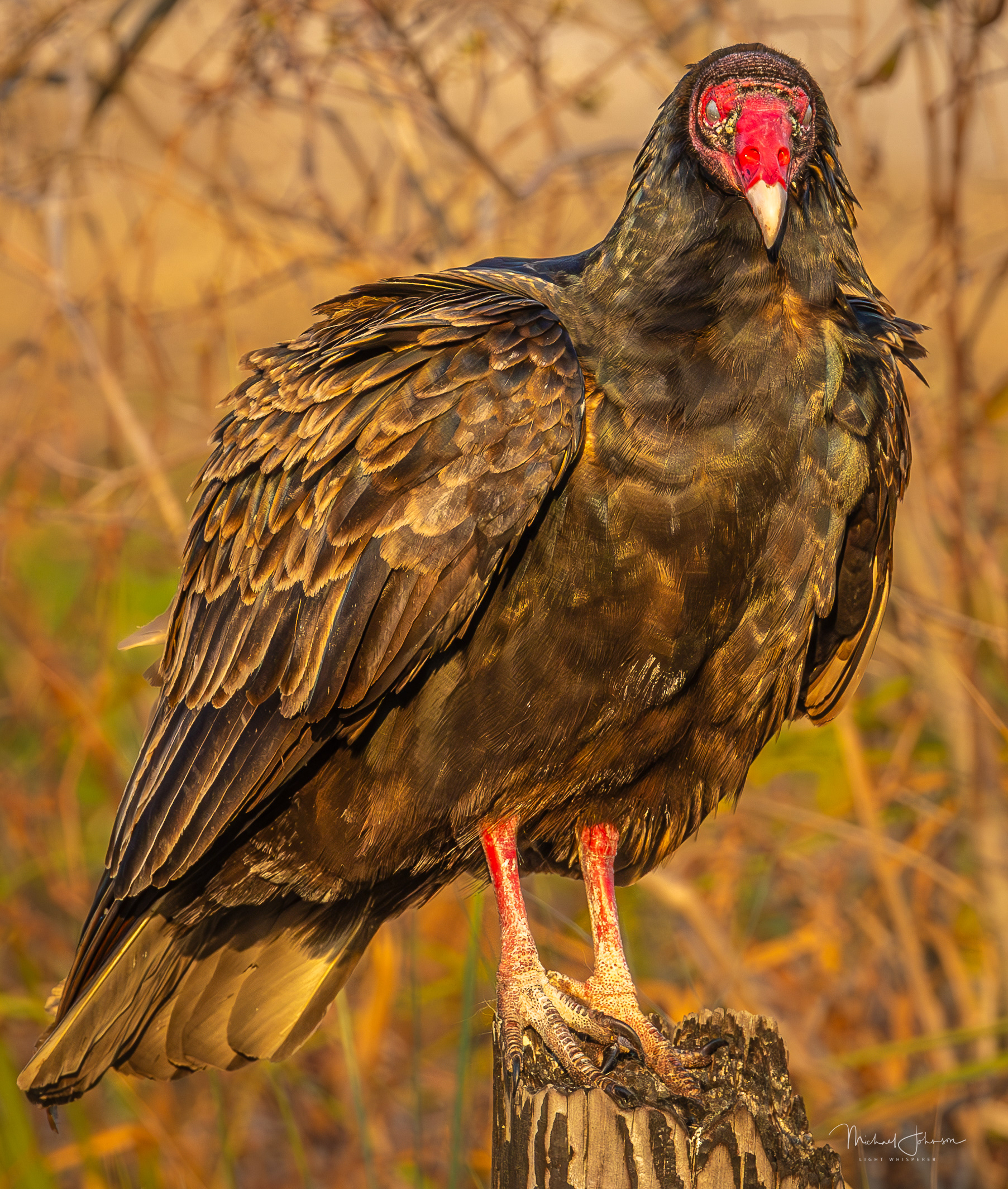Turkey Vulture
