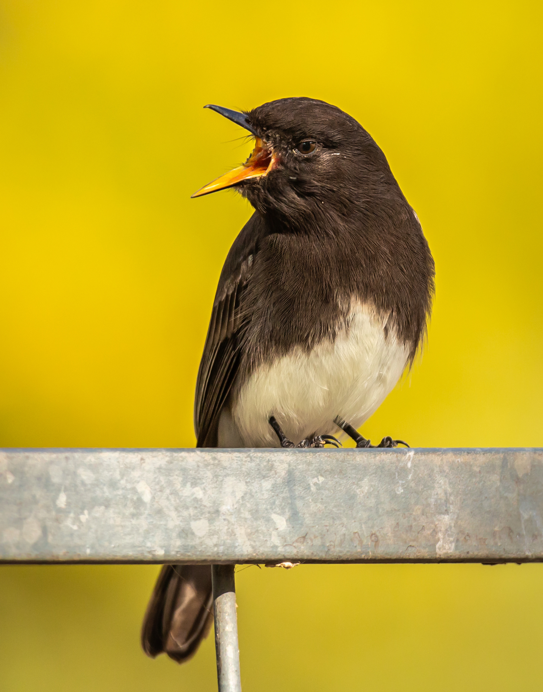Black Phoebe