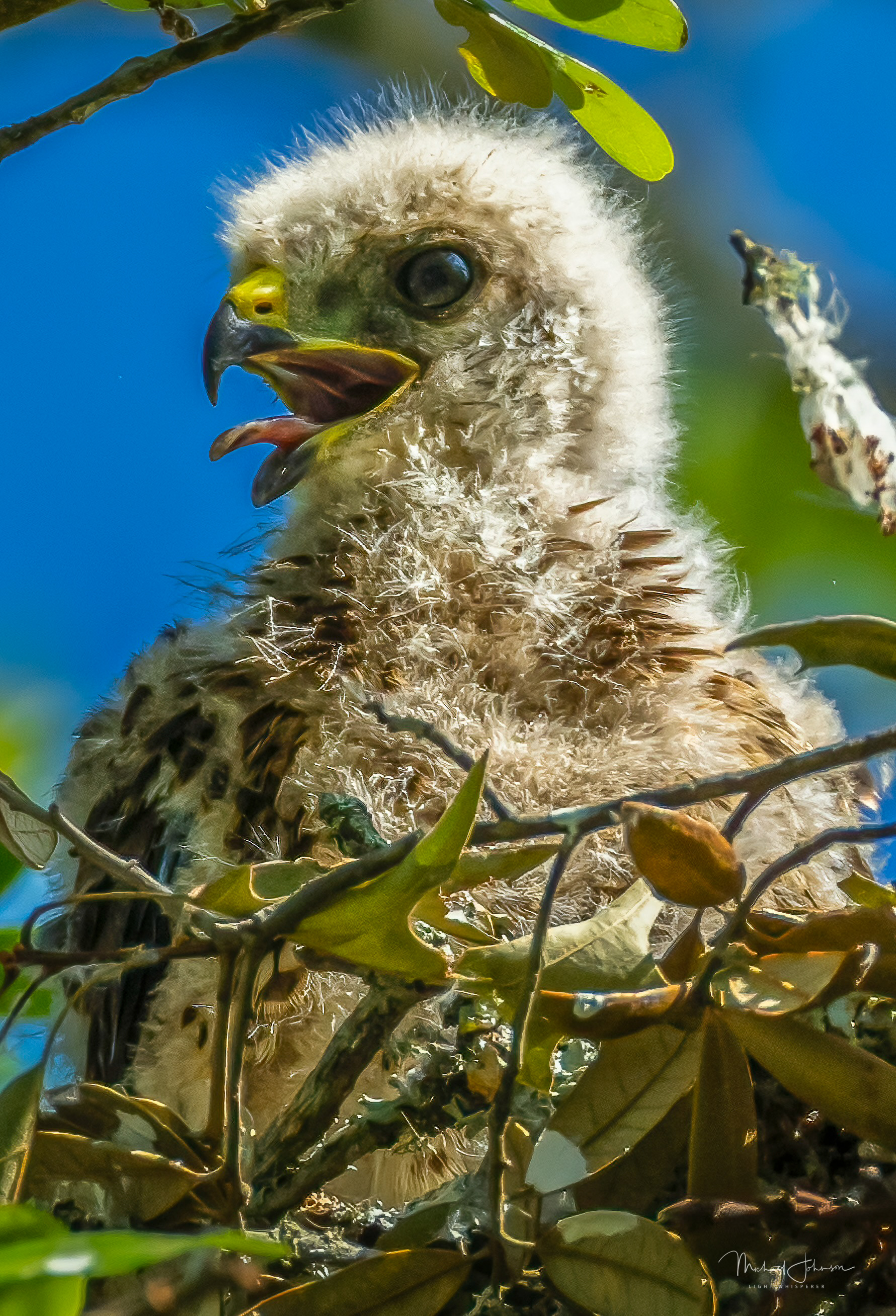 Red-shouldered Hawk