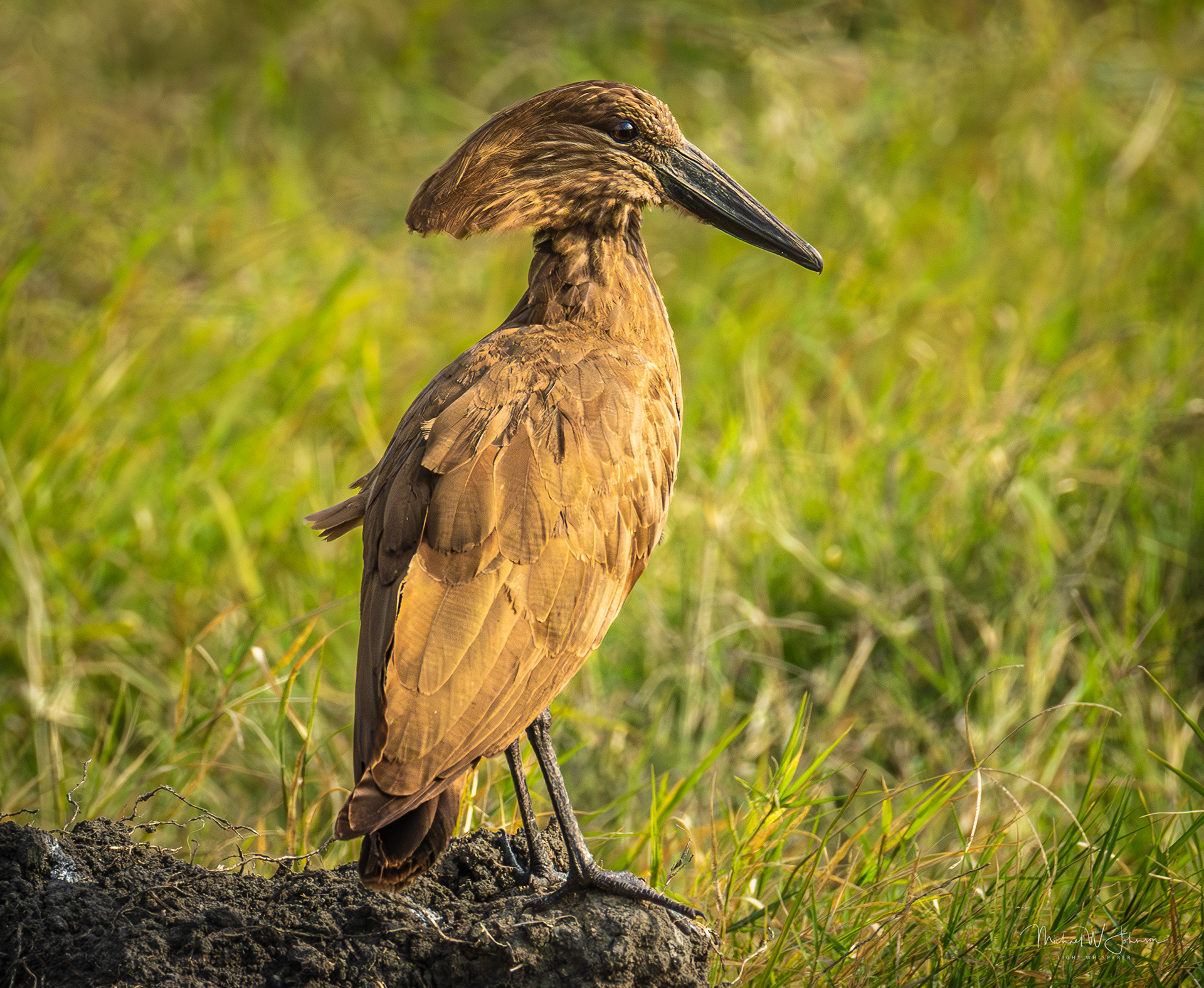 Hammerkop