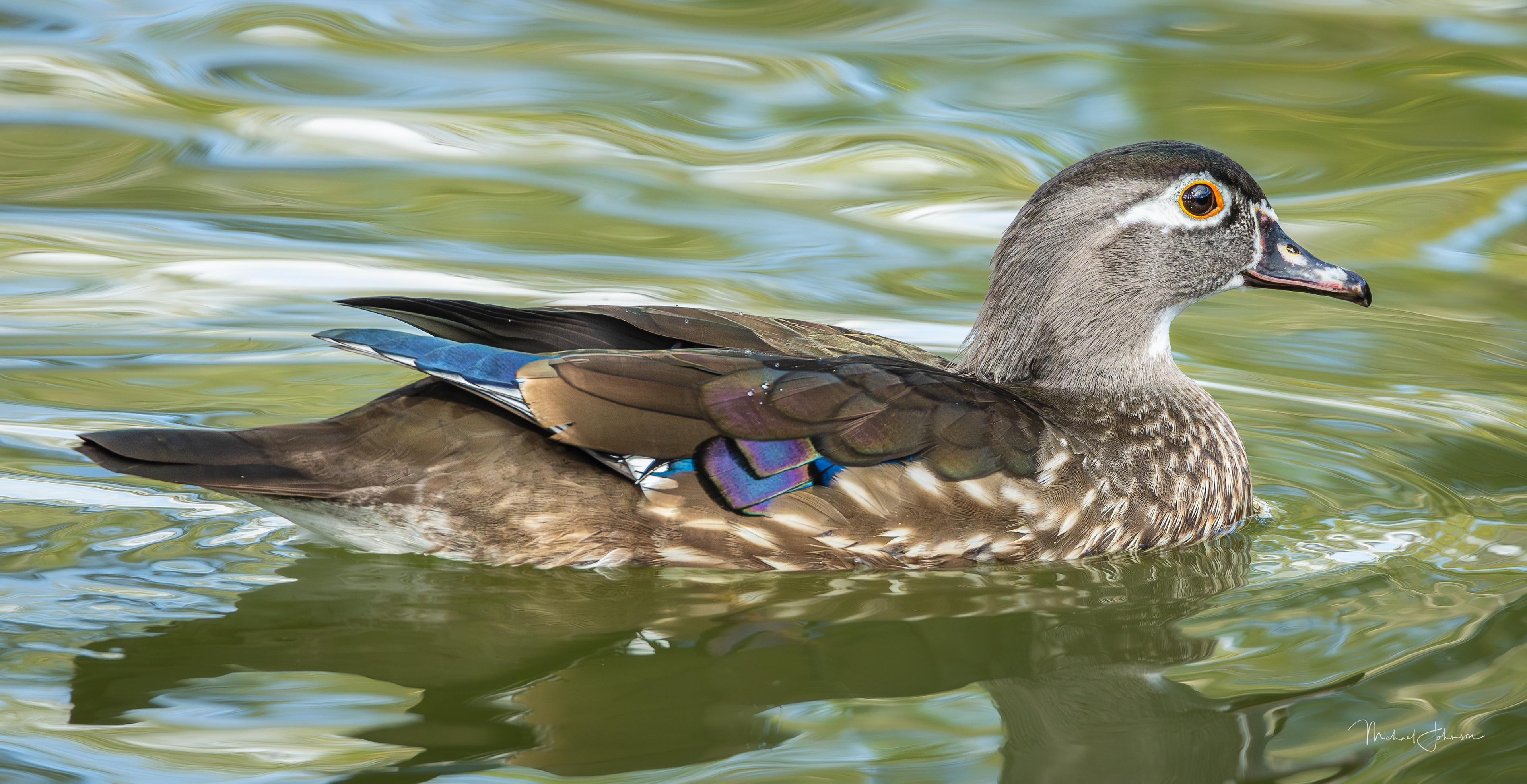 Wood Duck