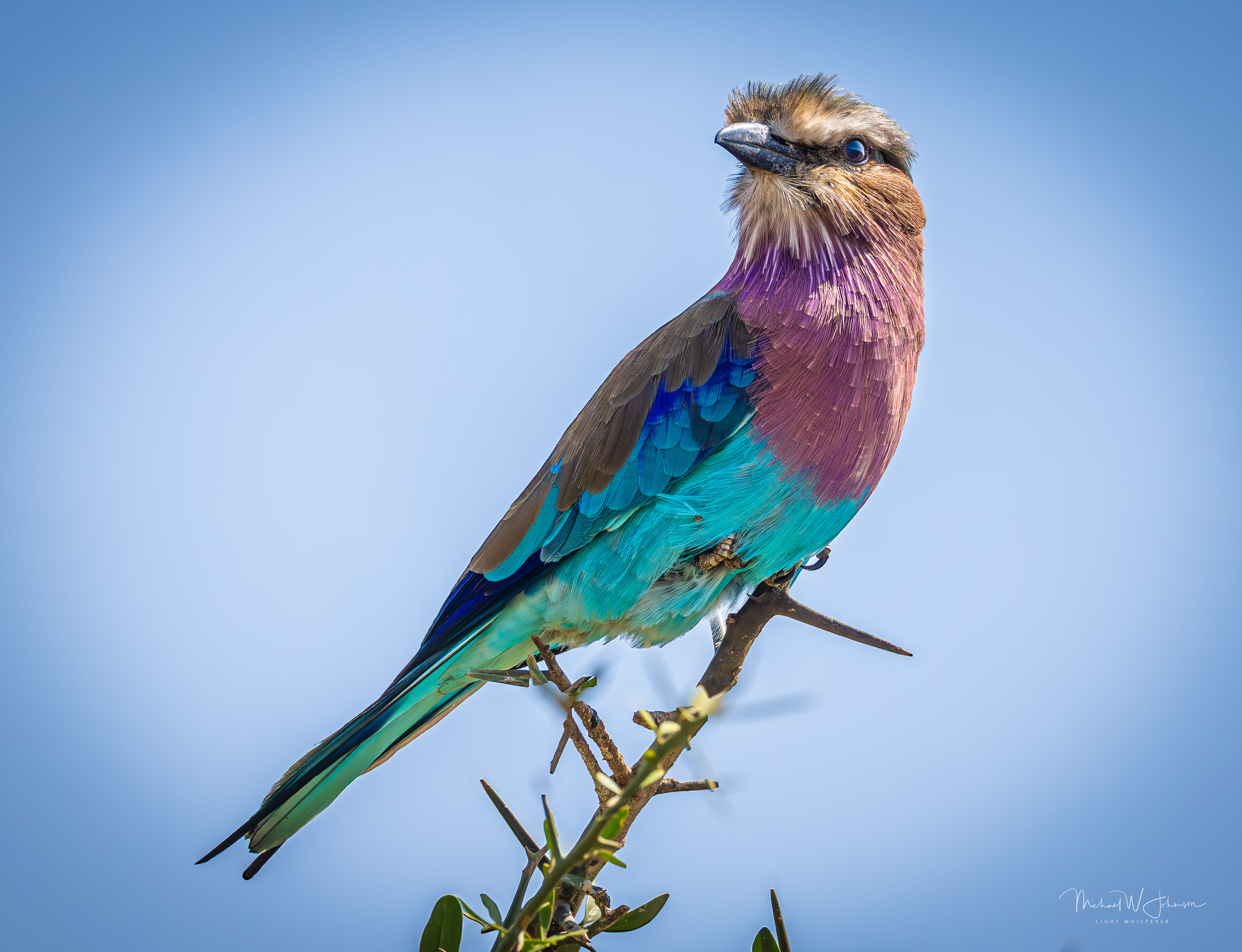 Lilac-breasted Roller