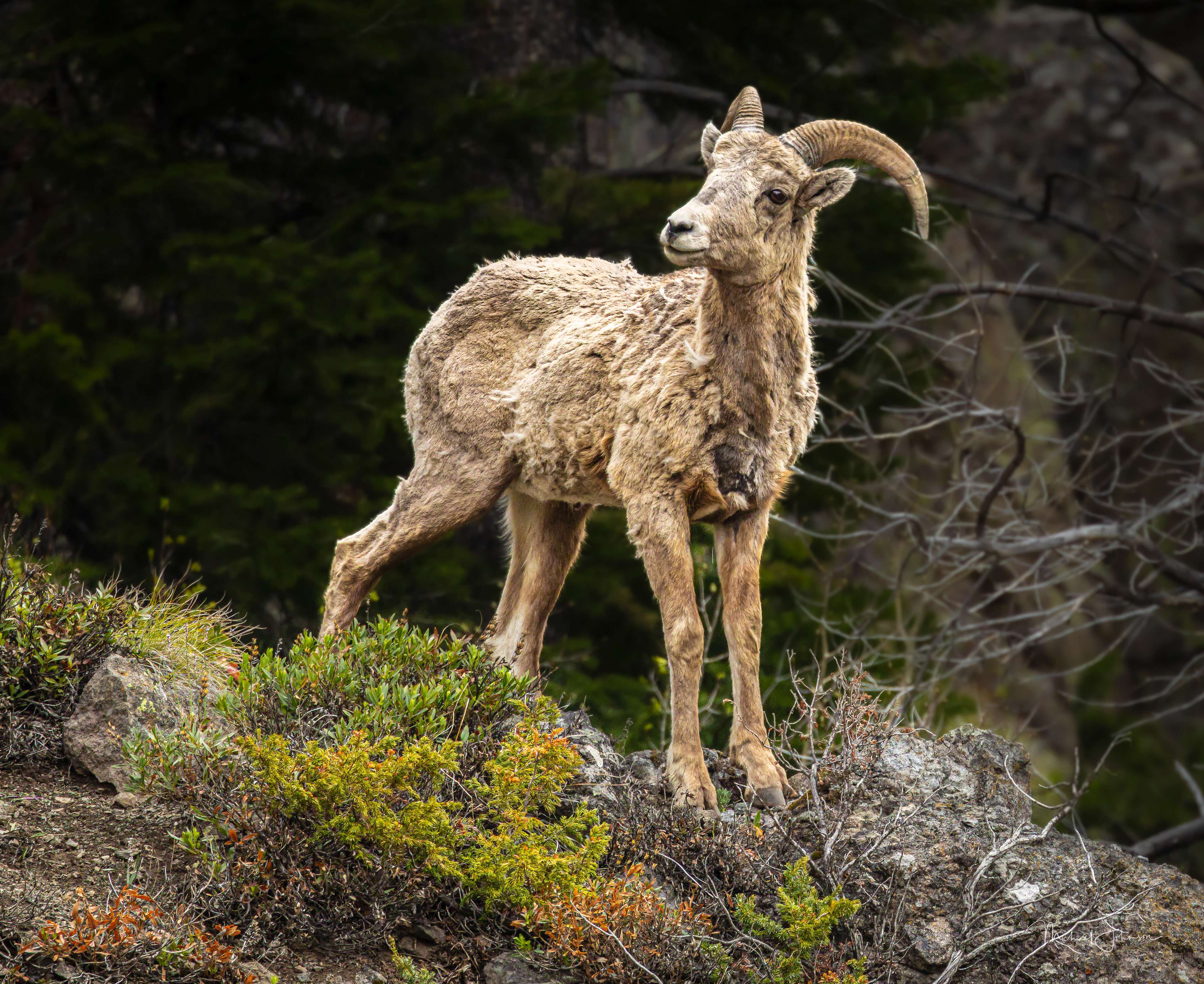 Bighorn Sheep