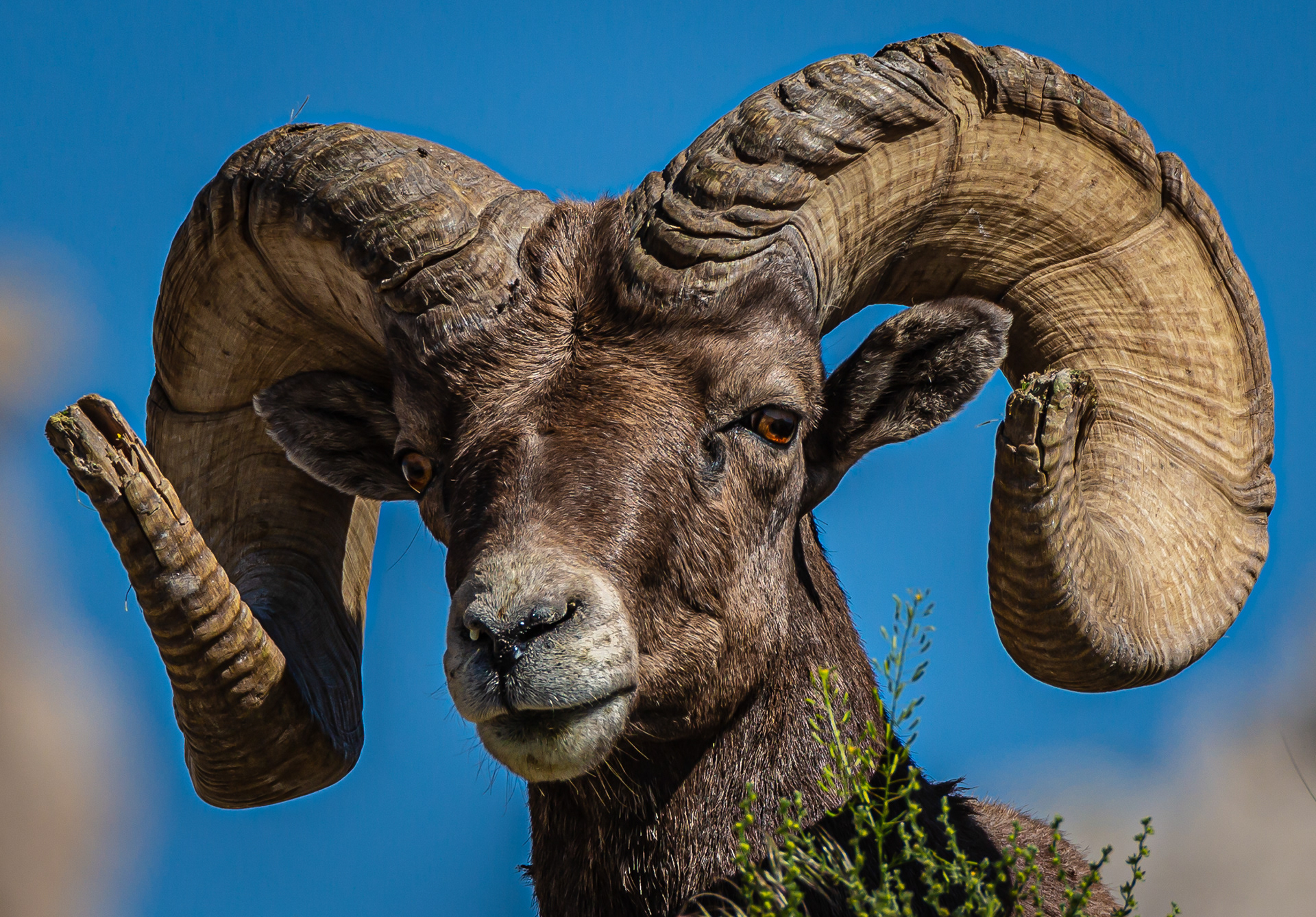 Bighorn Sheep