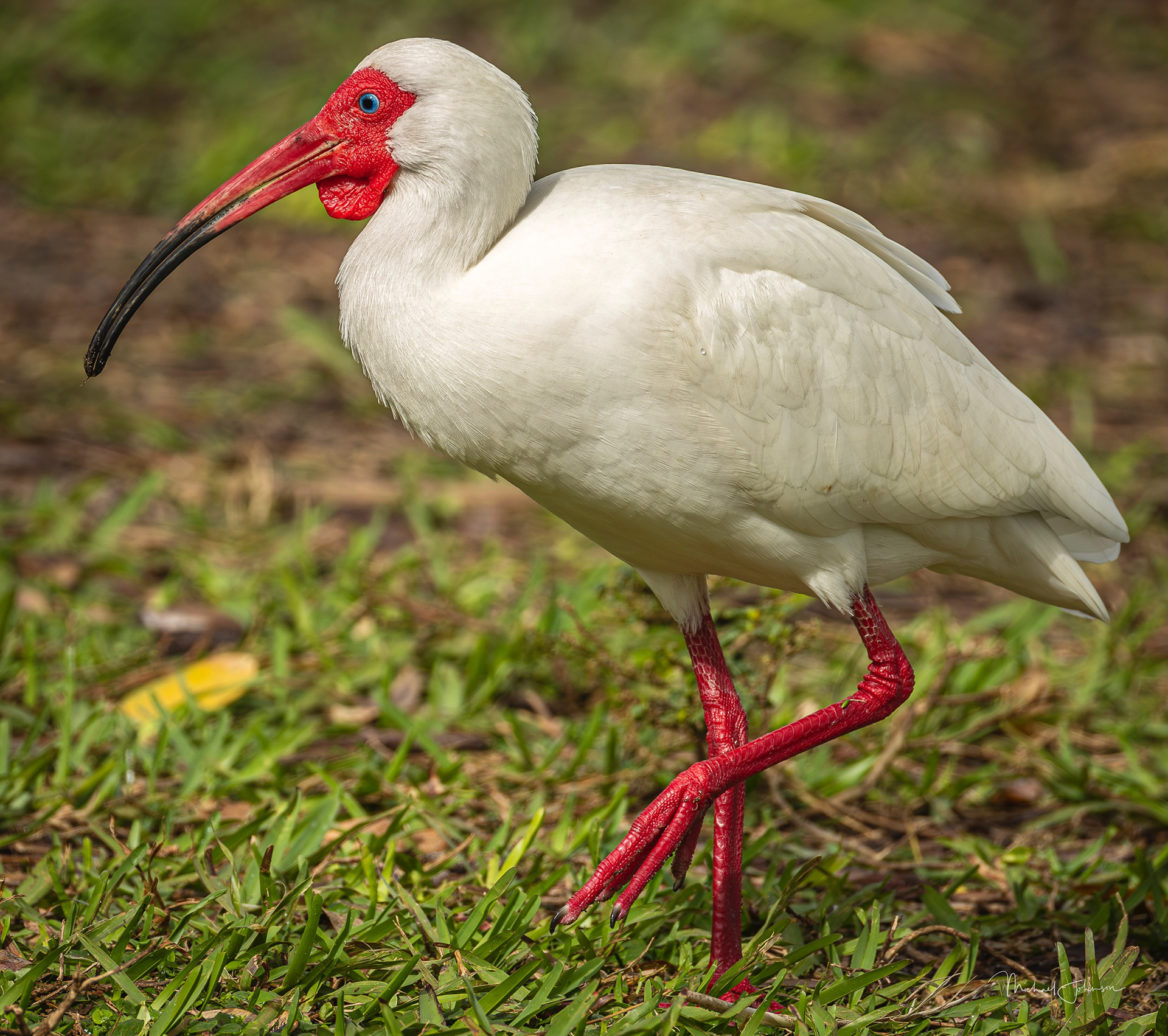 White Ibis