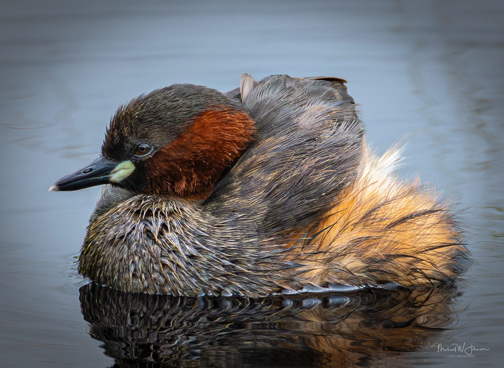 Little Grebe