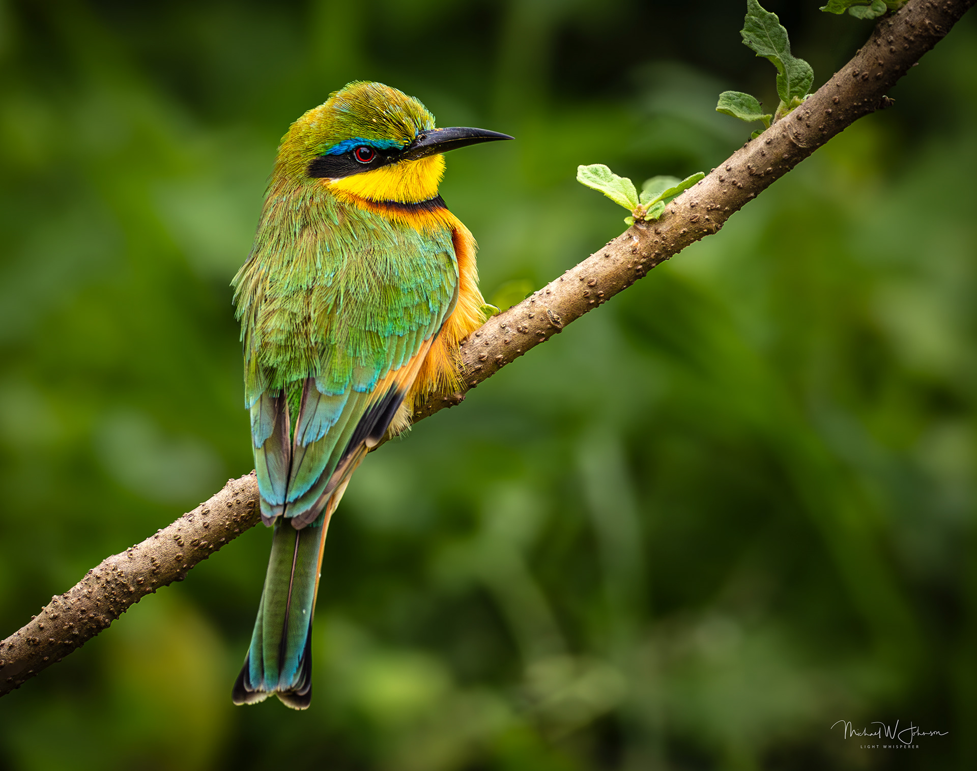 Little Bee-eater