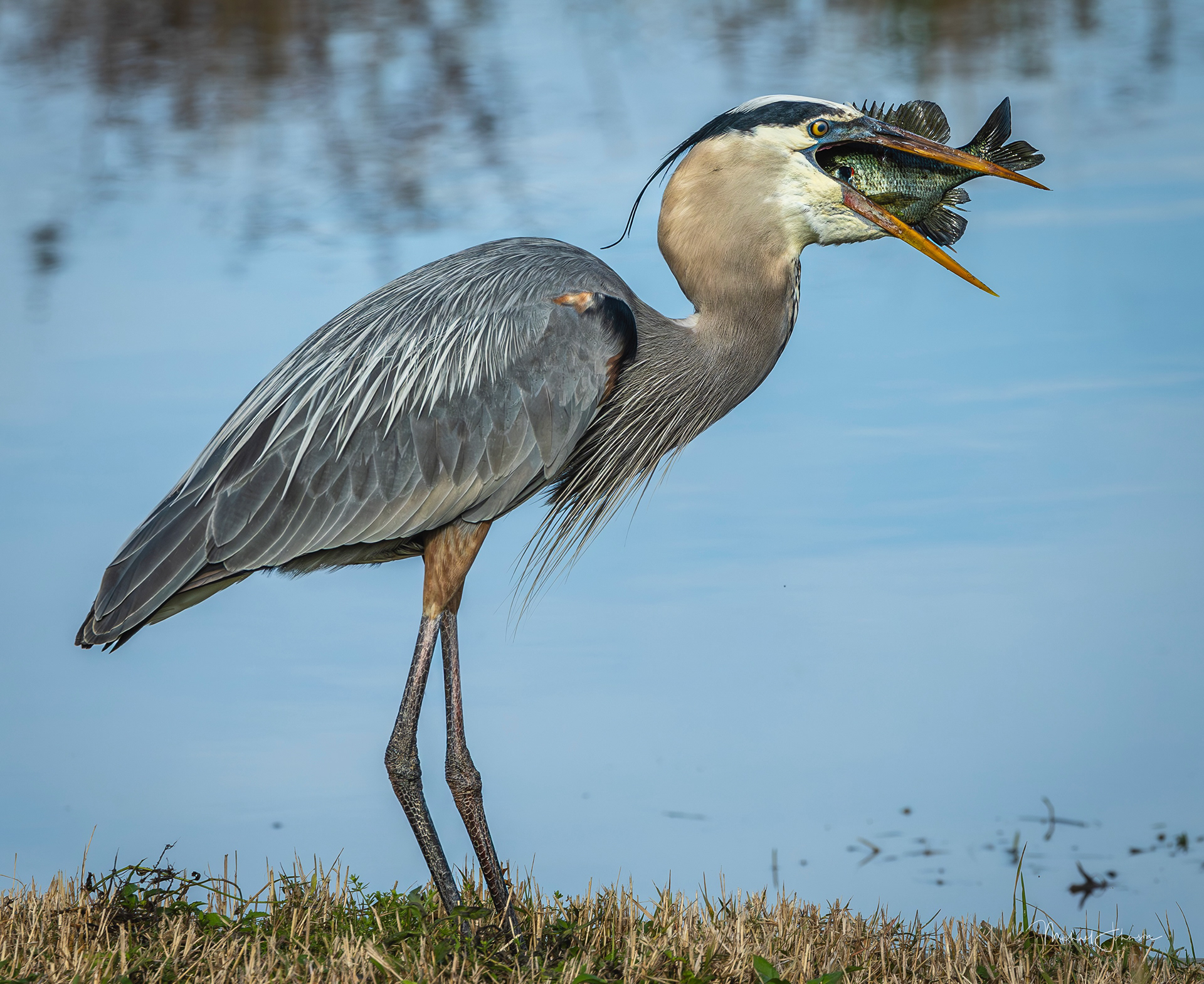 Great Blue Heron