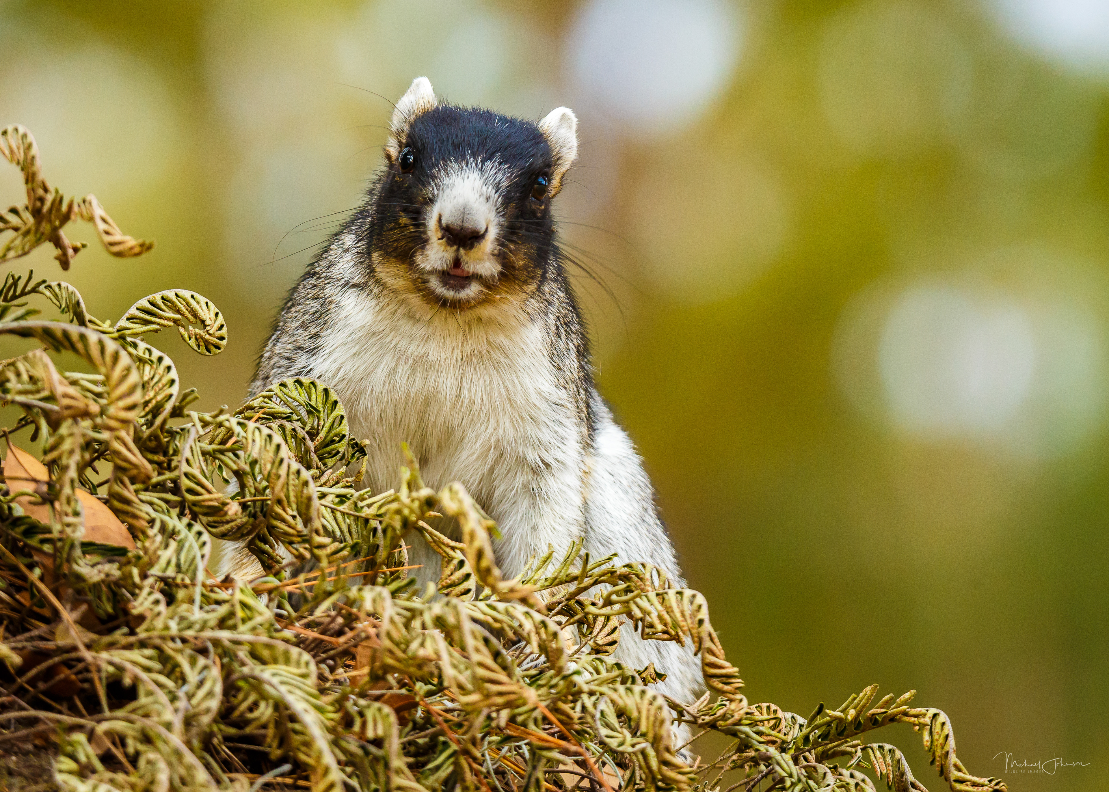 Grey Fox Squirrel