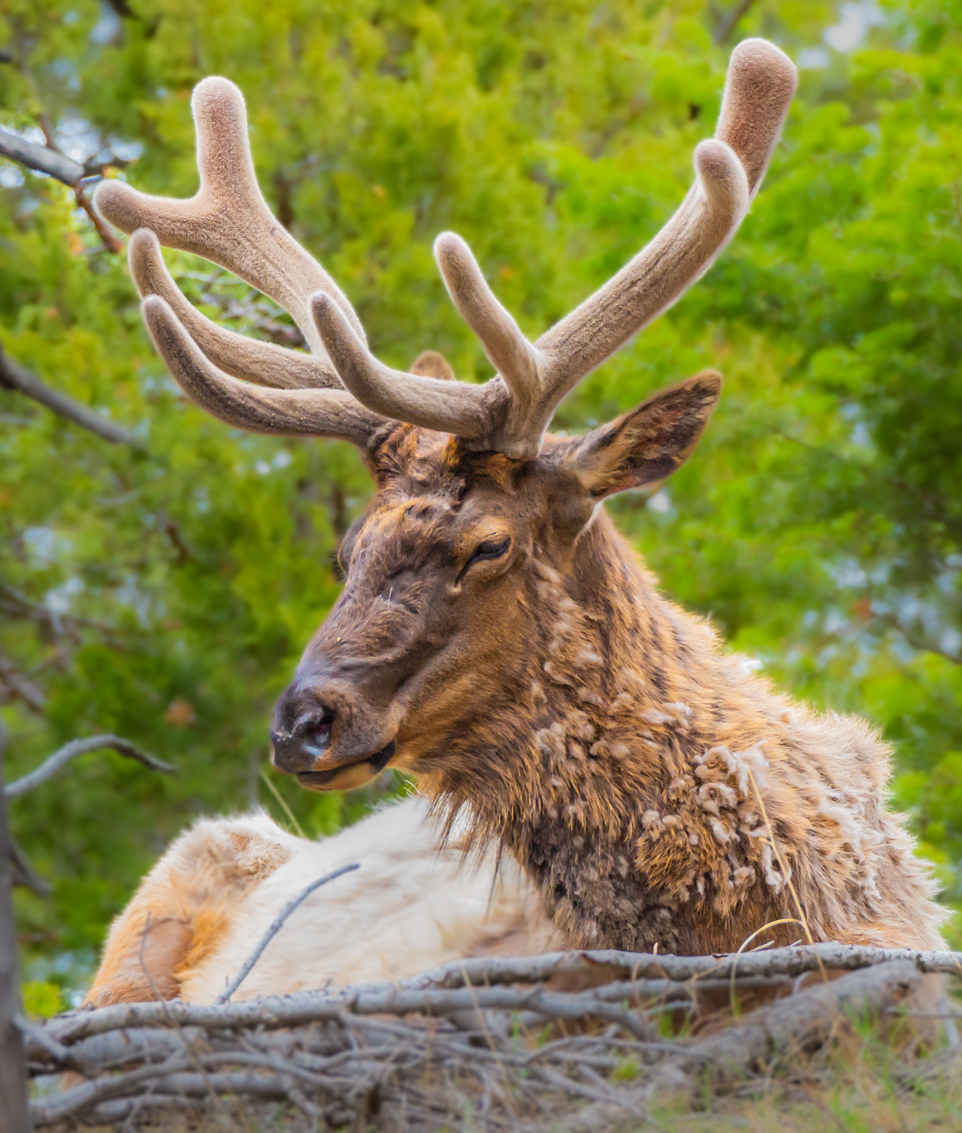 Elk