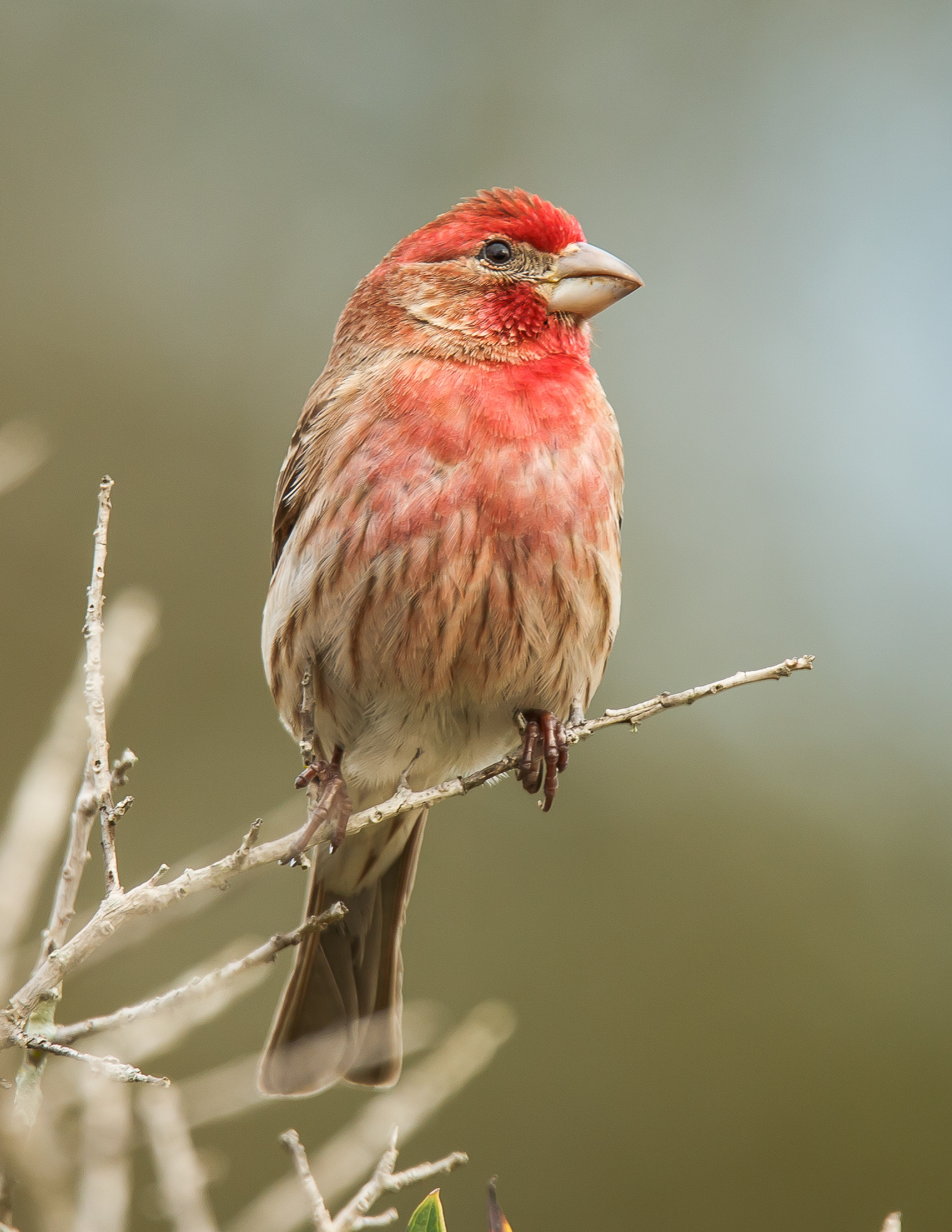 House Finch