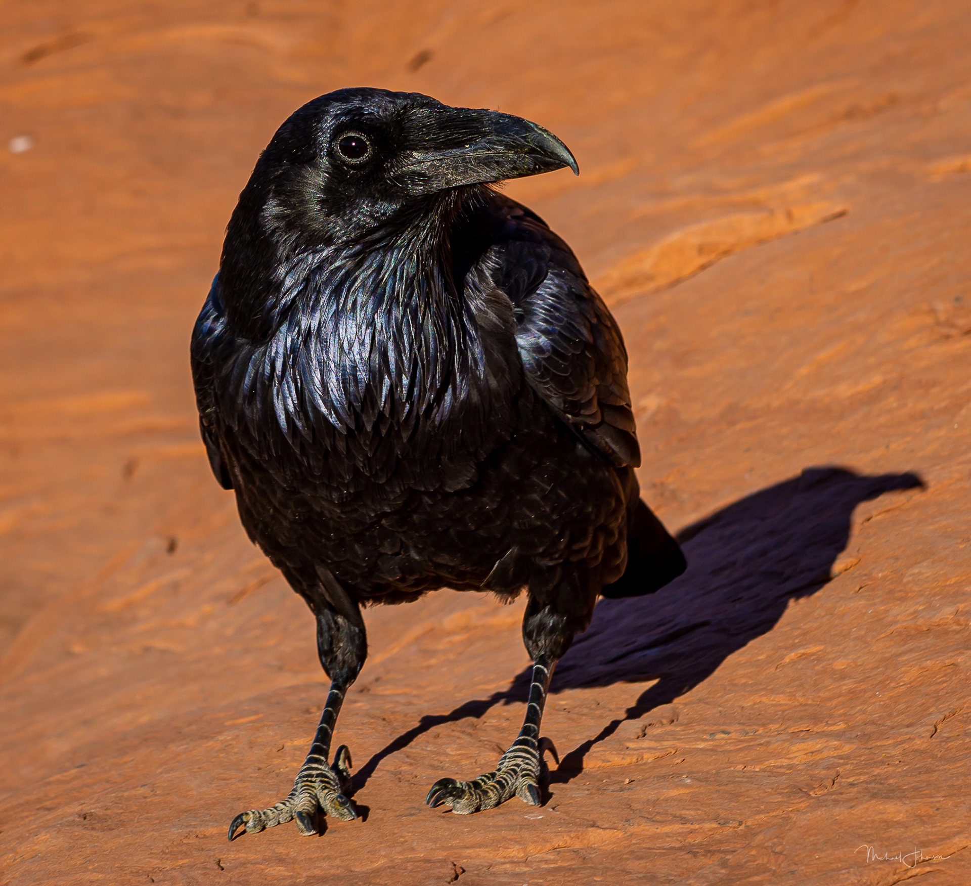 Arches National Park - Delicate Arch - Raven
