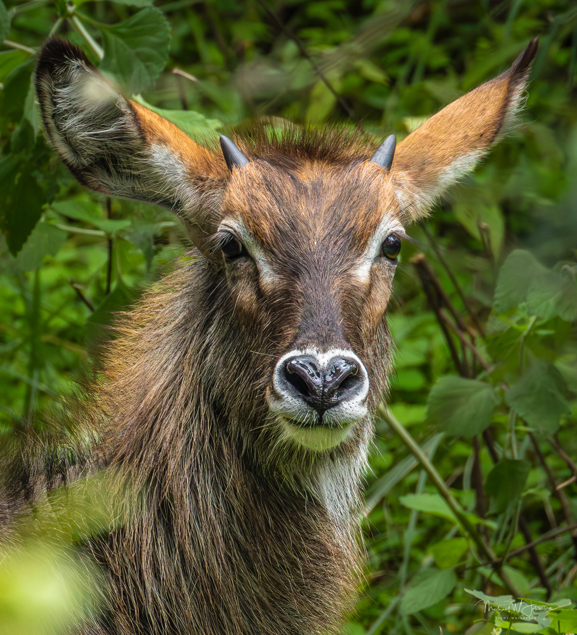 Waterbuck