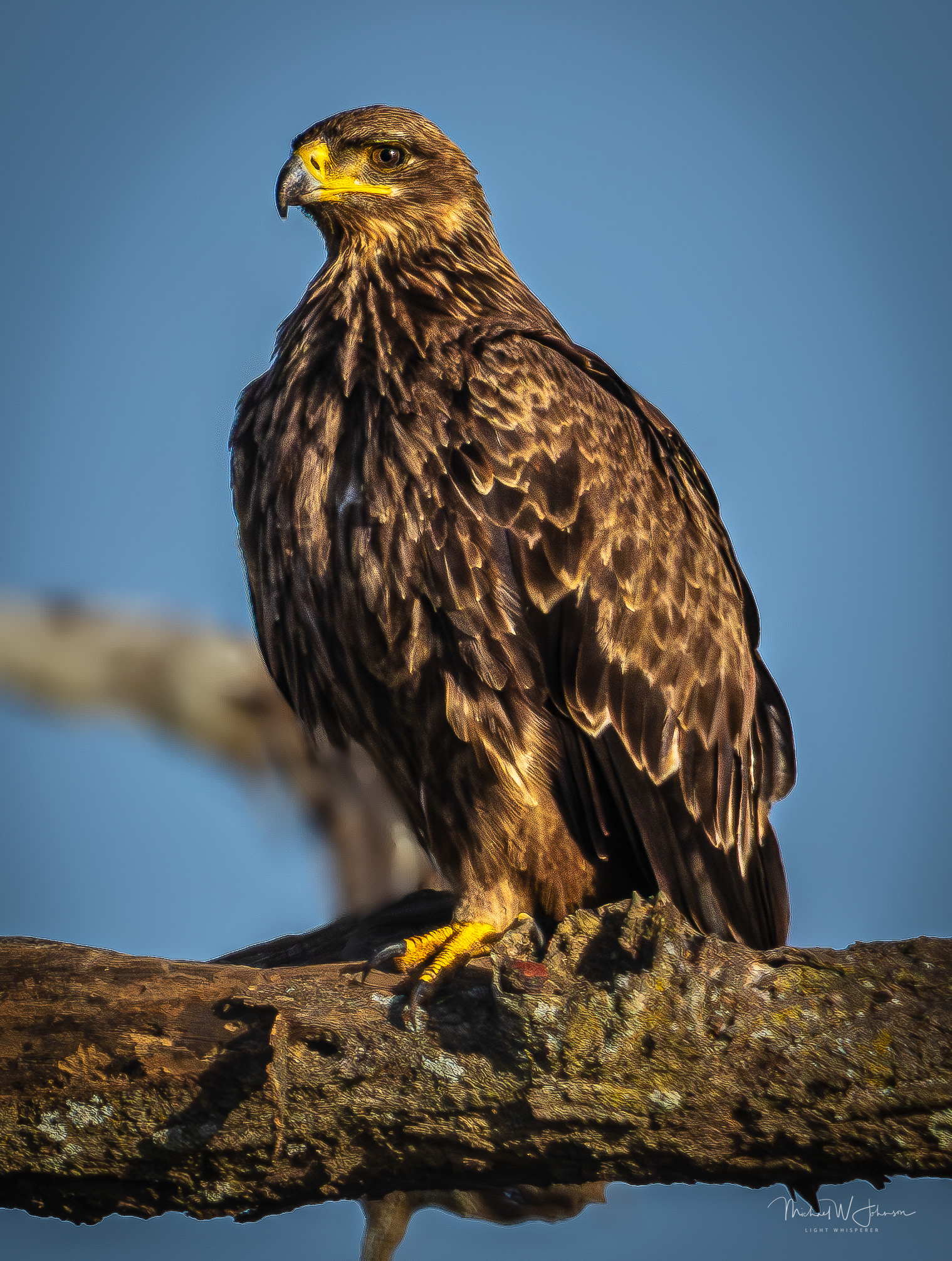 Tawny Eagle