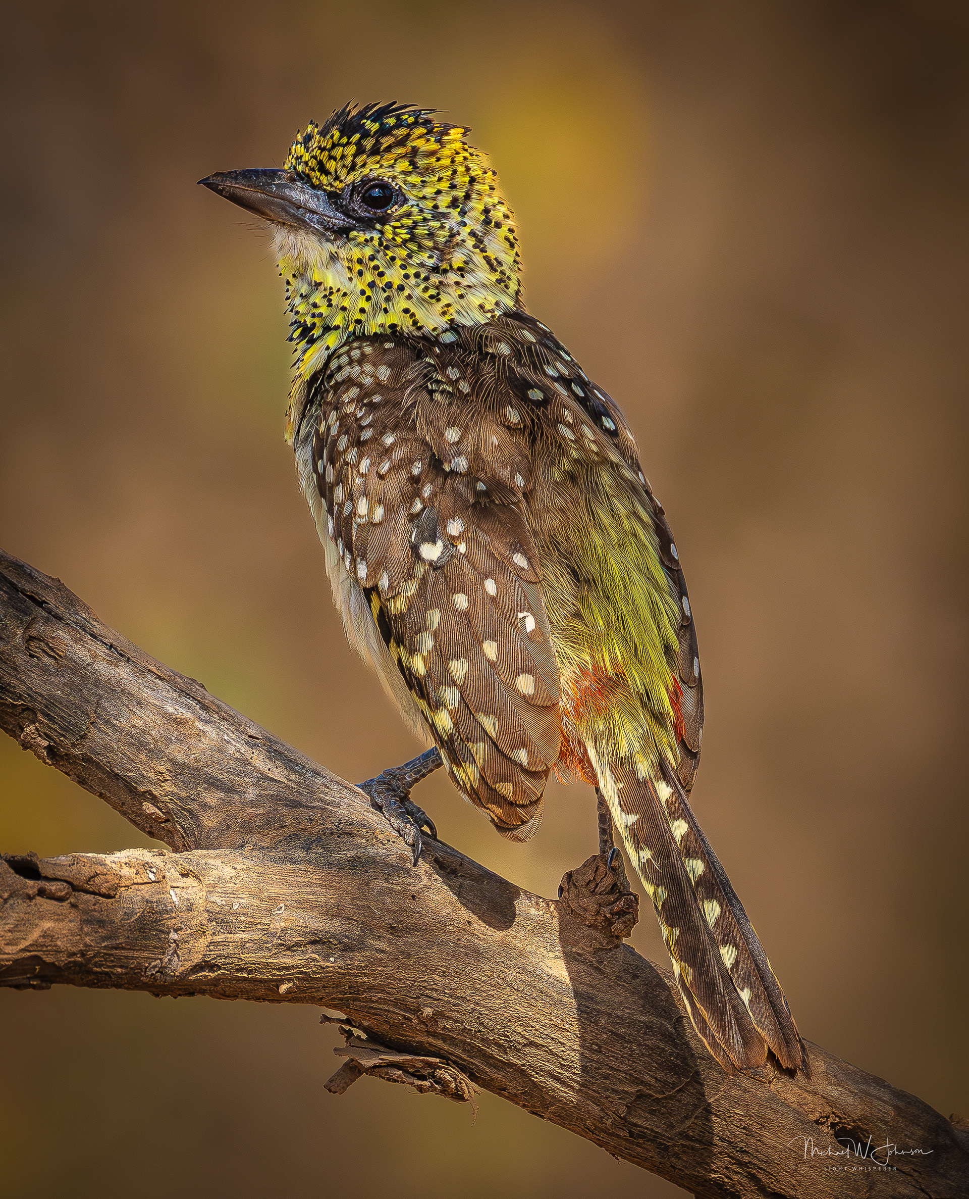 D'Arnaud's Barbet