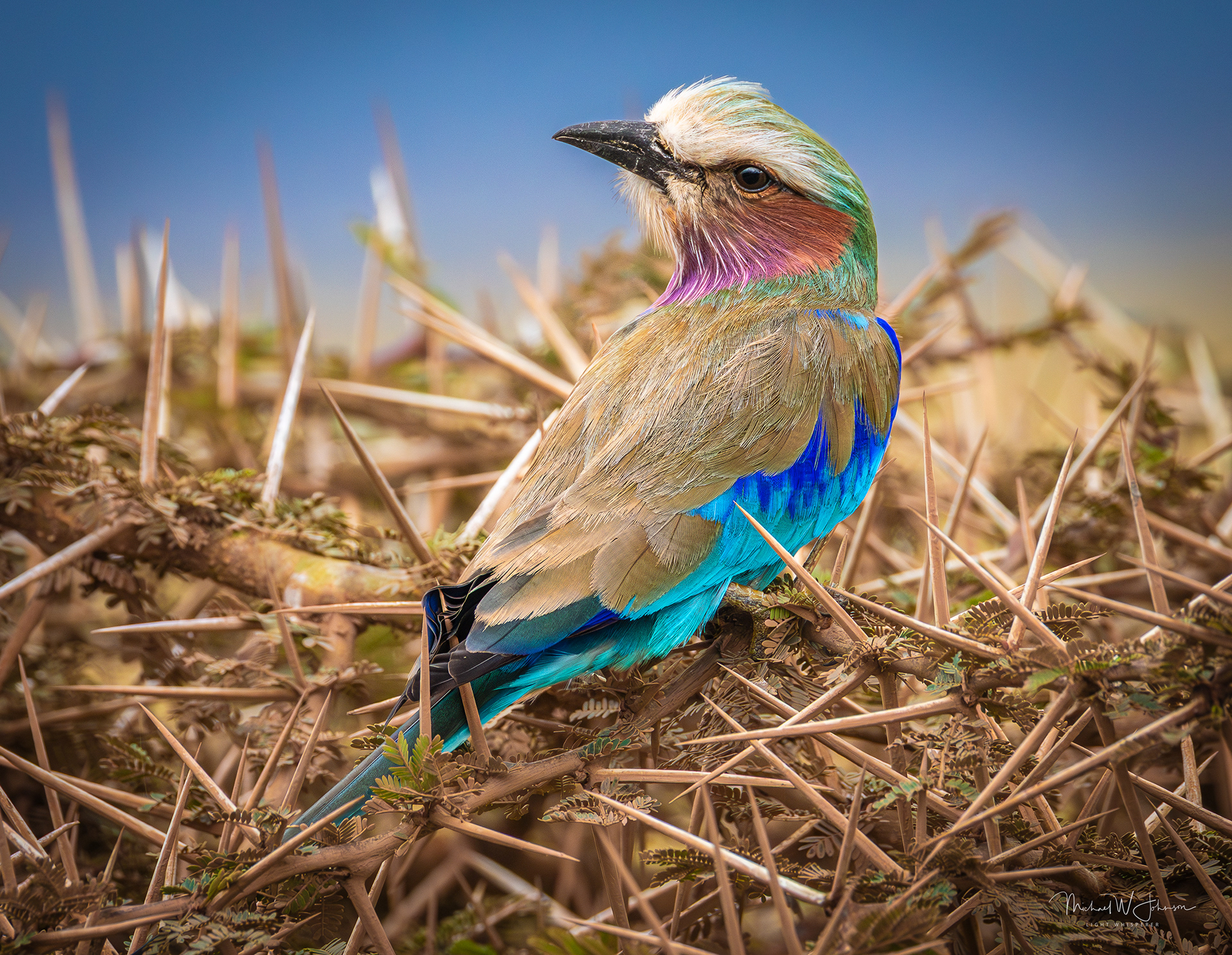 Lilac-breasted Roller