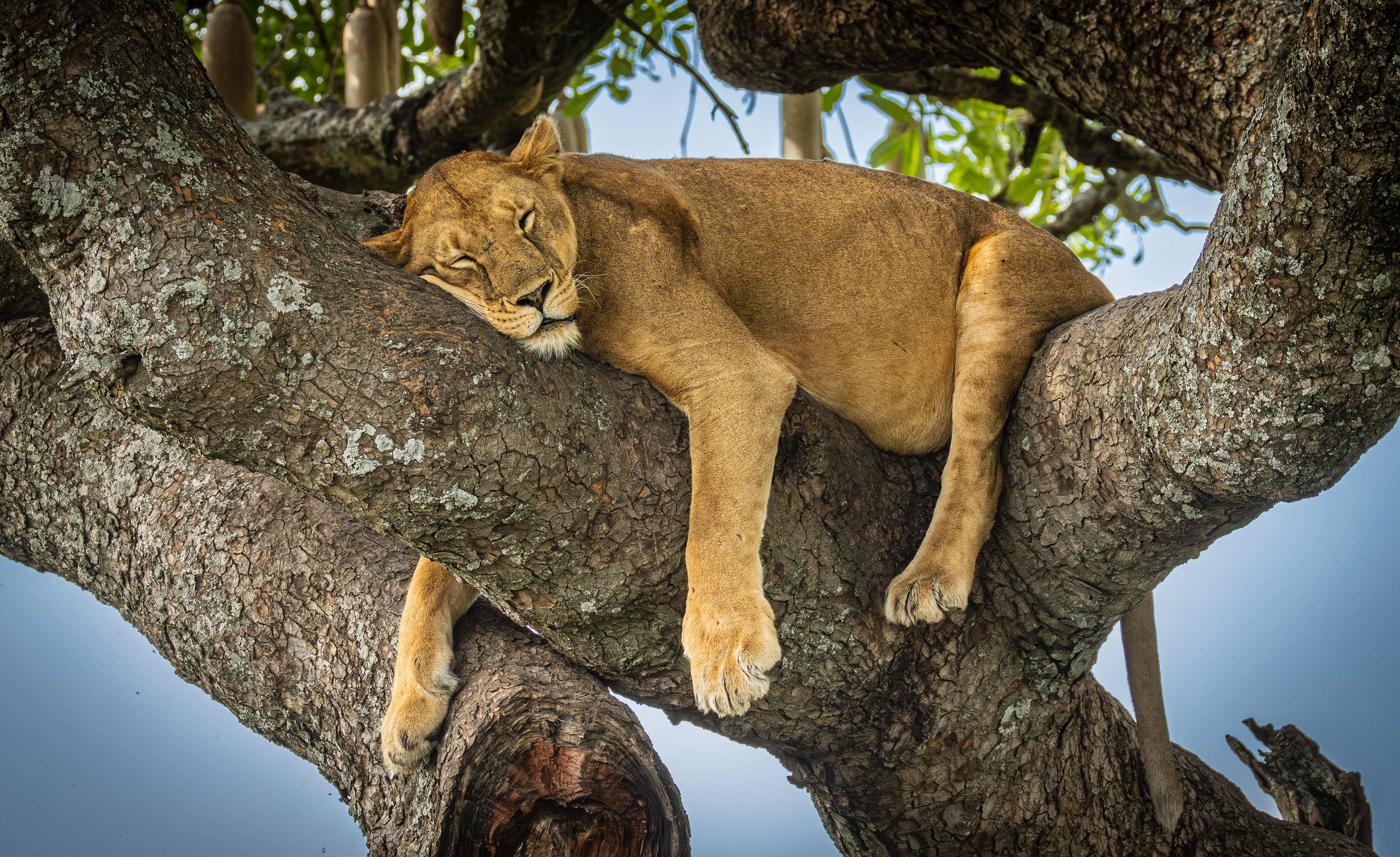 Lionness in a tree sleeping