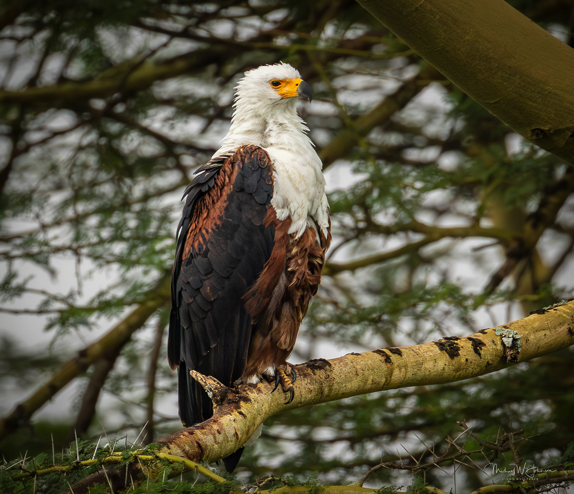 African Fish Eagle