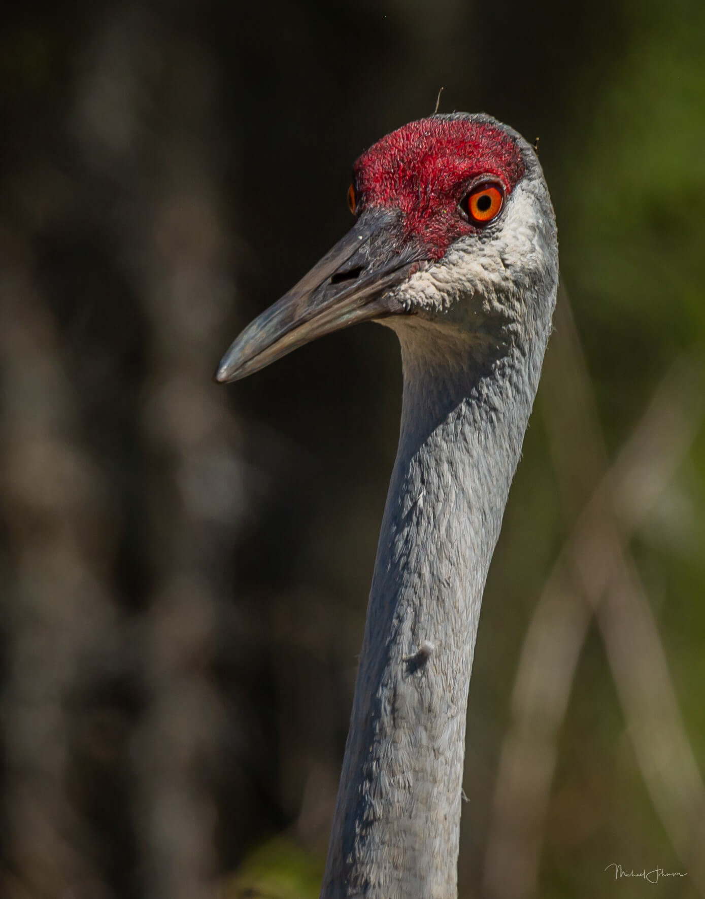 Sandhill Crane