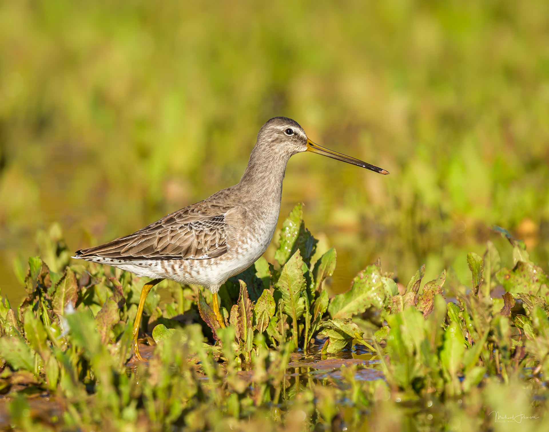 Greater Yellowlegs