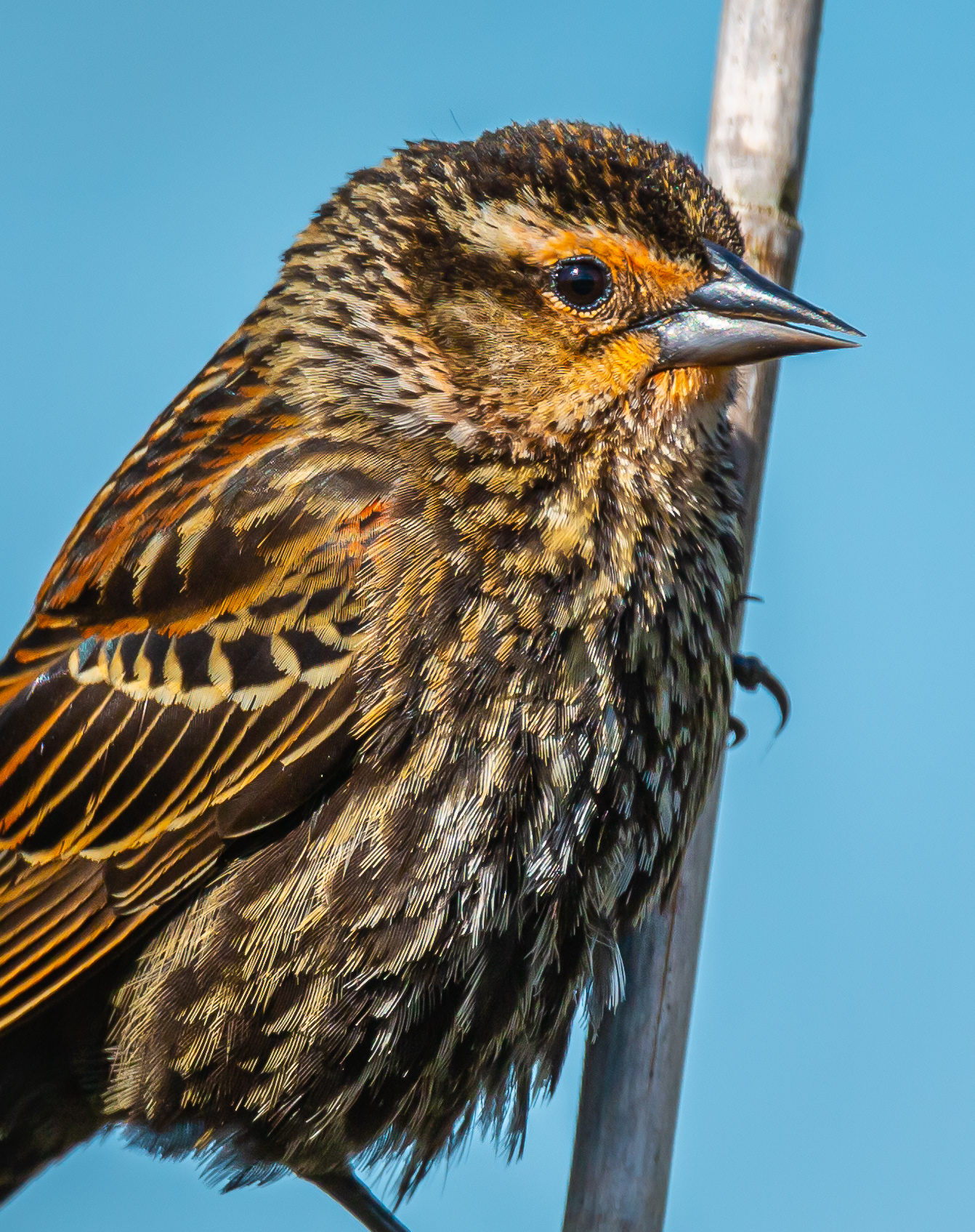 Red-winged Blackbird