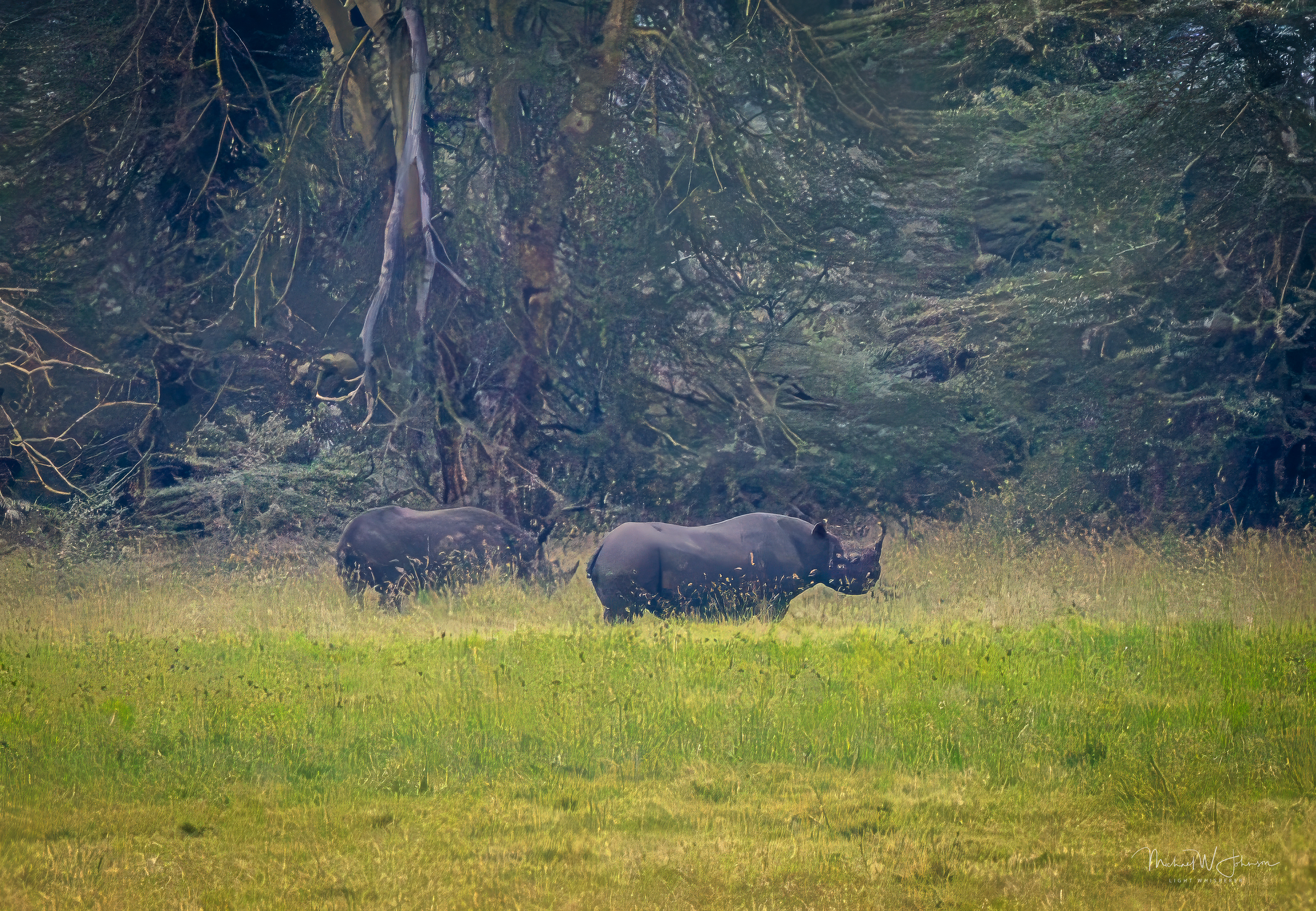 Black Rhinos